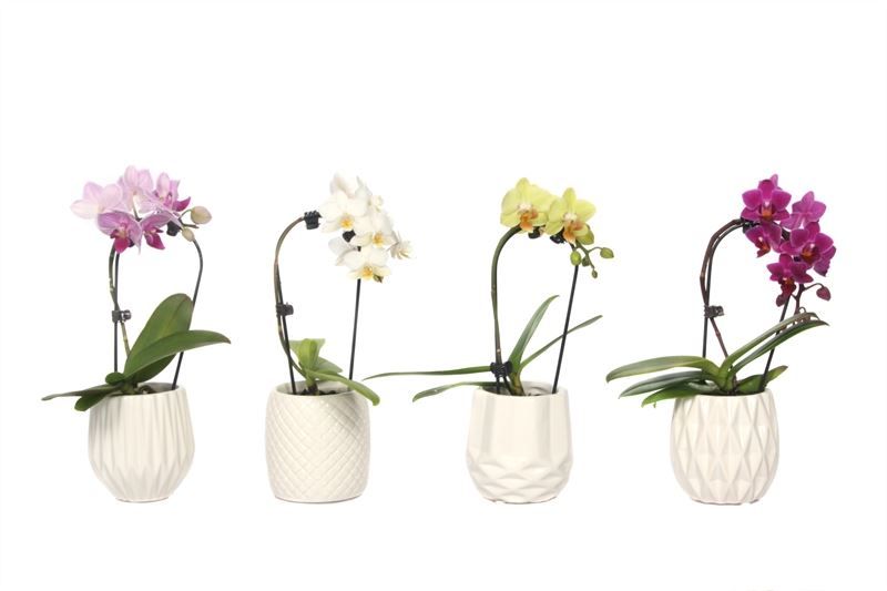 Dolomite p06 White Phal Tiny Dolls cascade mix 1T07+ Aqu@, D 6