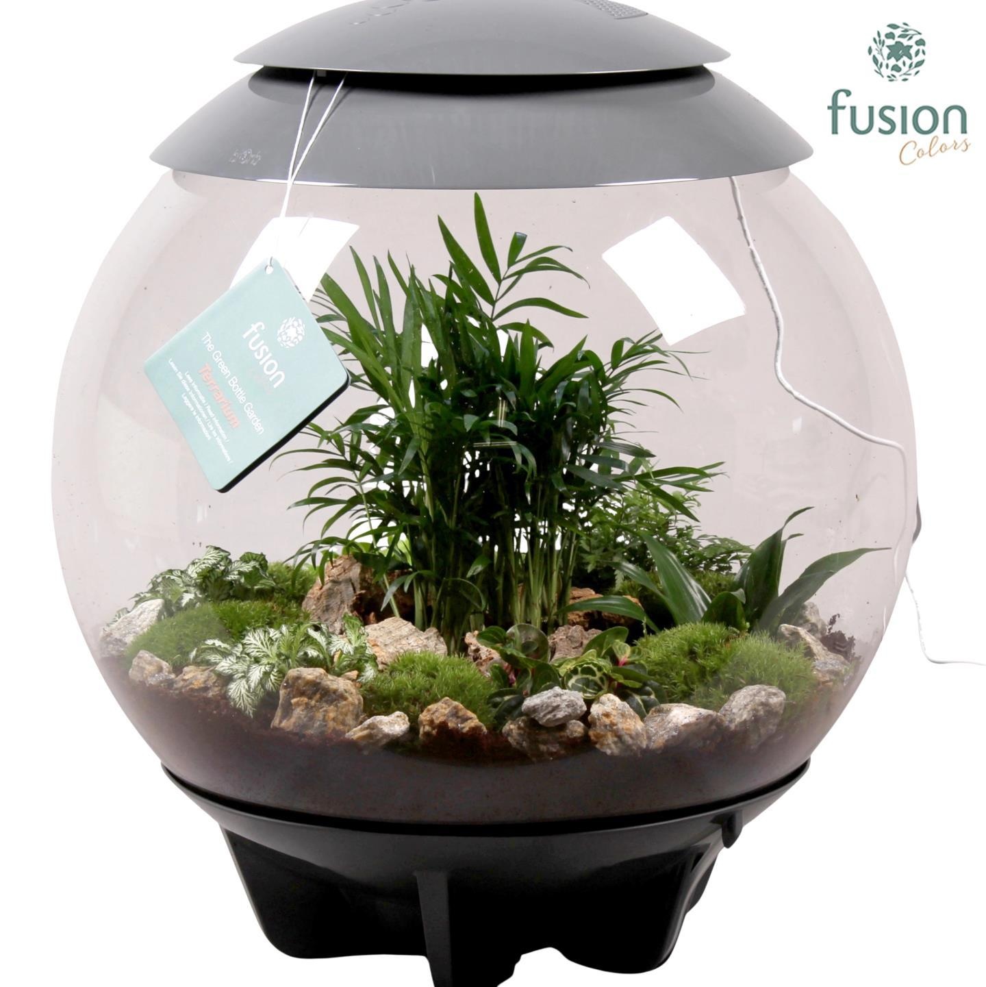 Terrarium Exclusive XXL grijs met arrangement, D 45