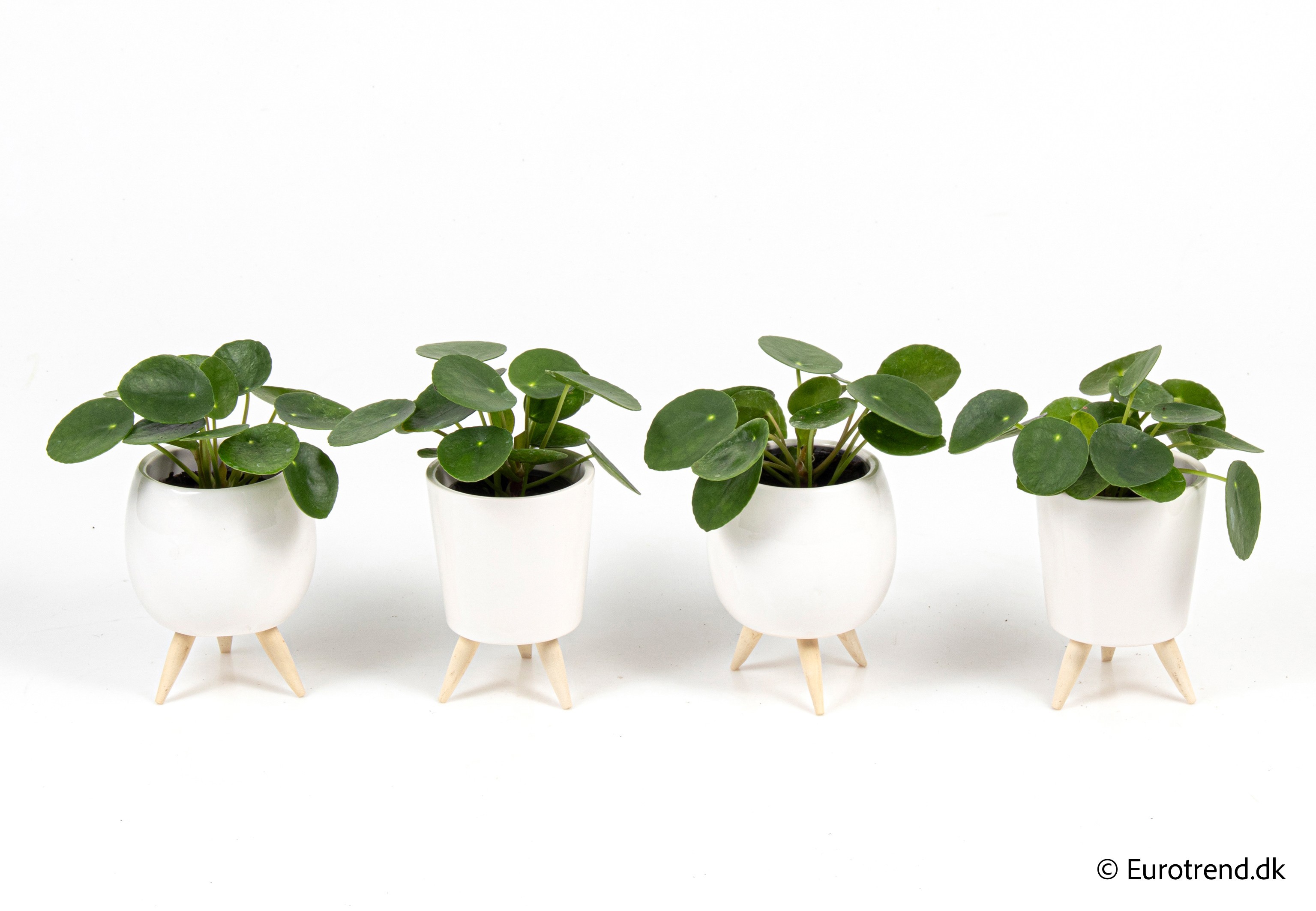 Pilea peperomoides in New Look ceramic 2026, D 6