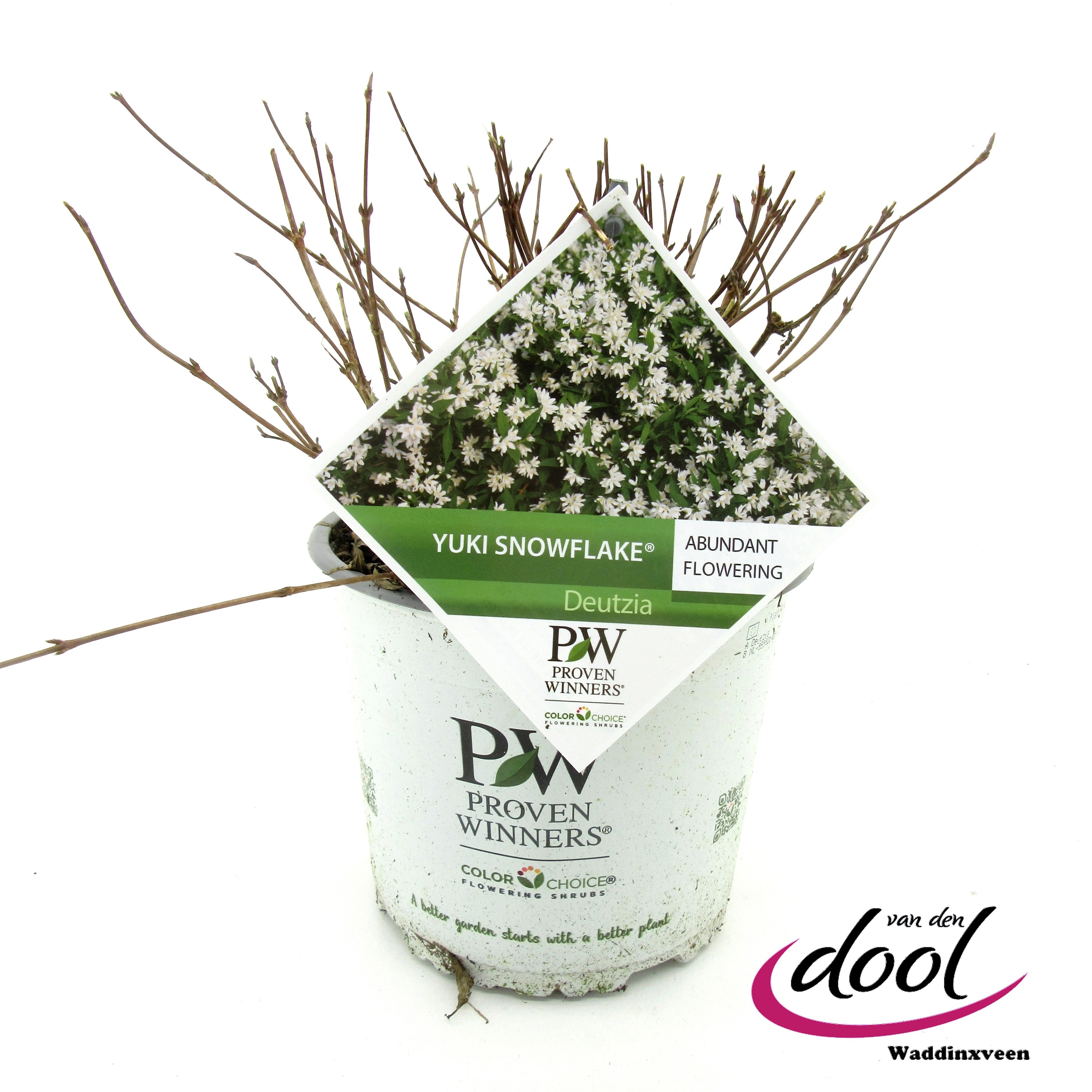 Deutzia Snowflake, D 19