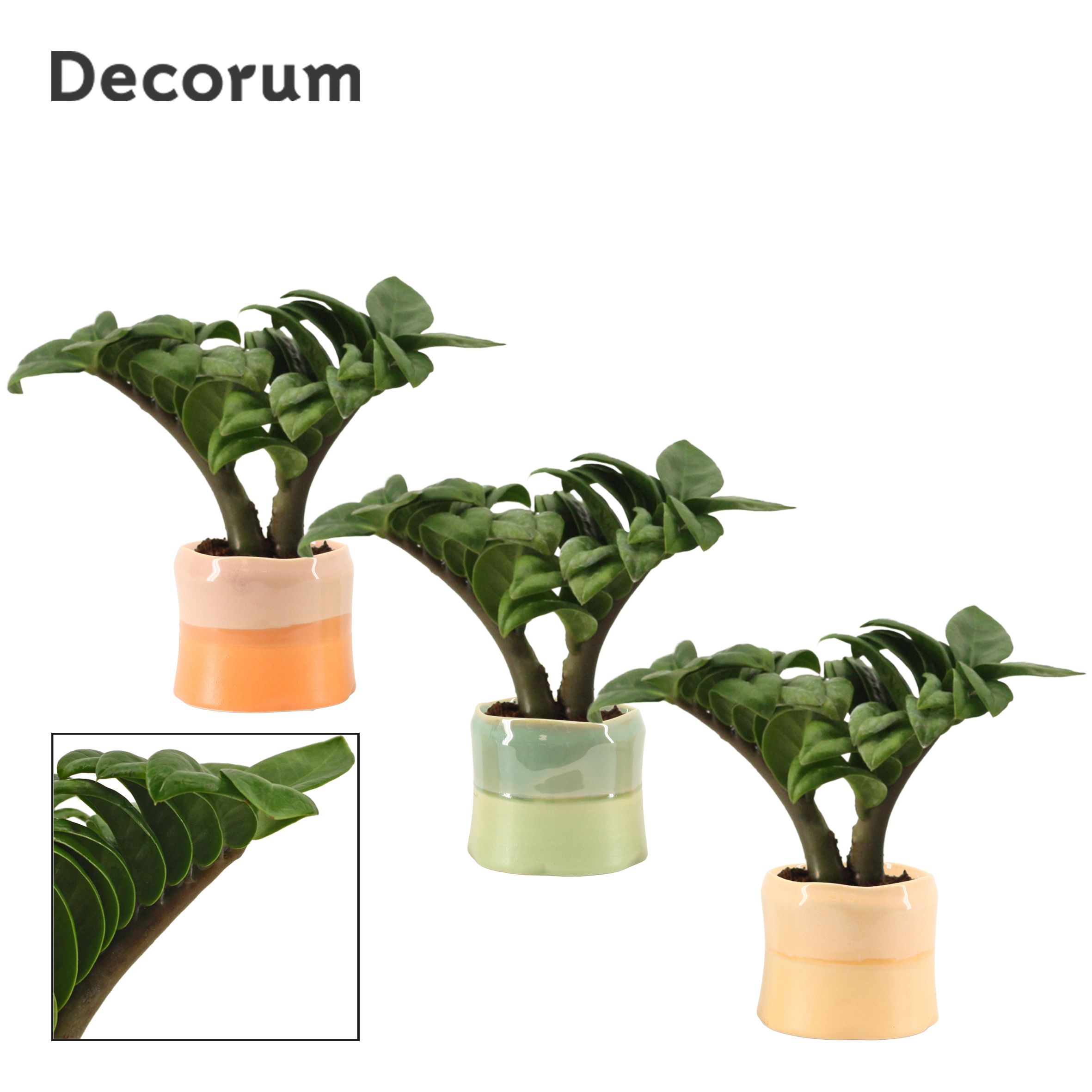 Zamioculcas Zenzi V-Leaf 6 cm Decorum, 2 veren in Evita (Craft w, D 6