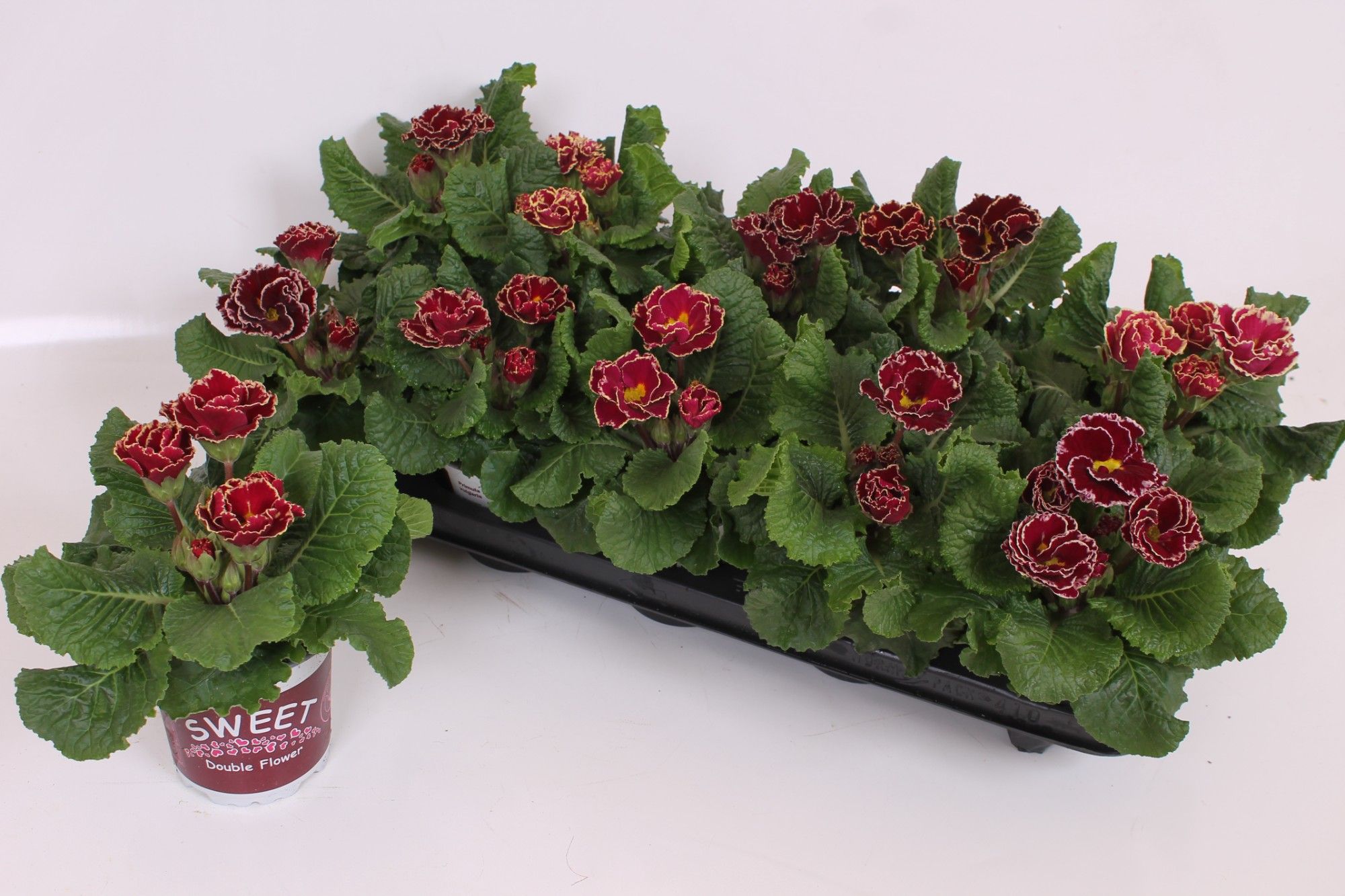 Primula Sweet Specials 11 CM - Sirococco Deep Purple Edge | Double Flowers, D 11