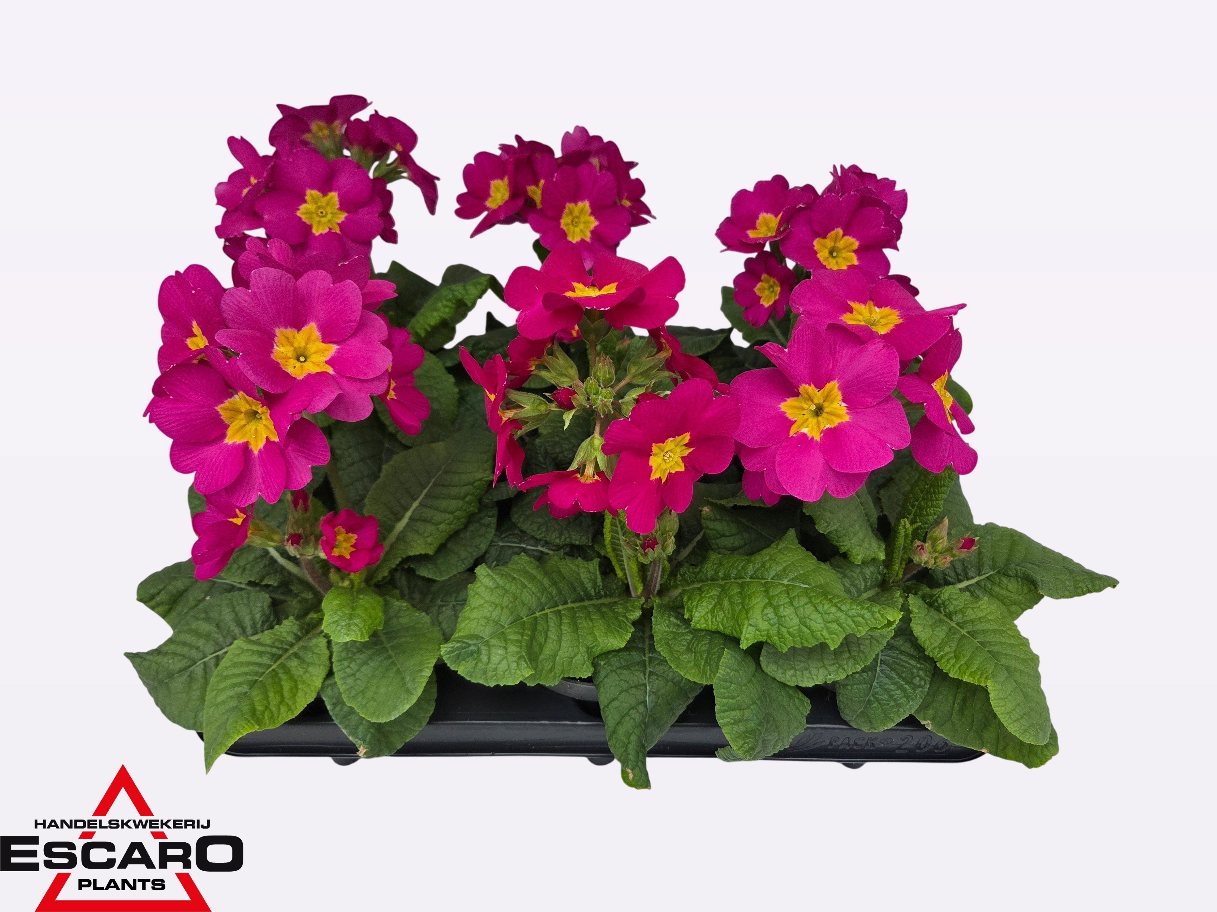 Primula elatior Sibel pink P12, D 12