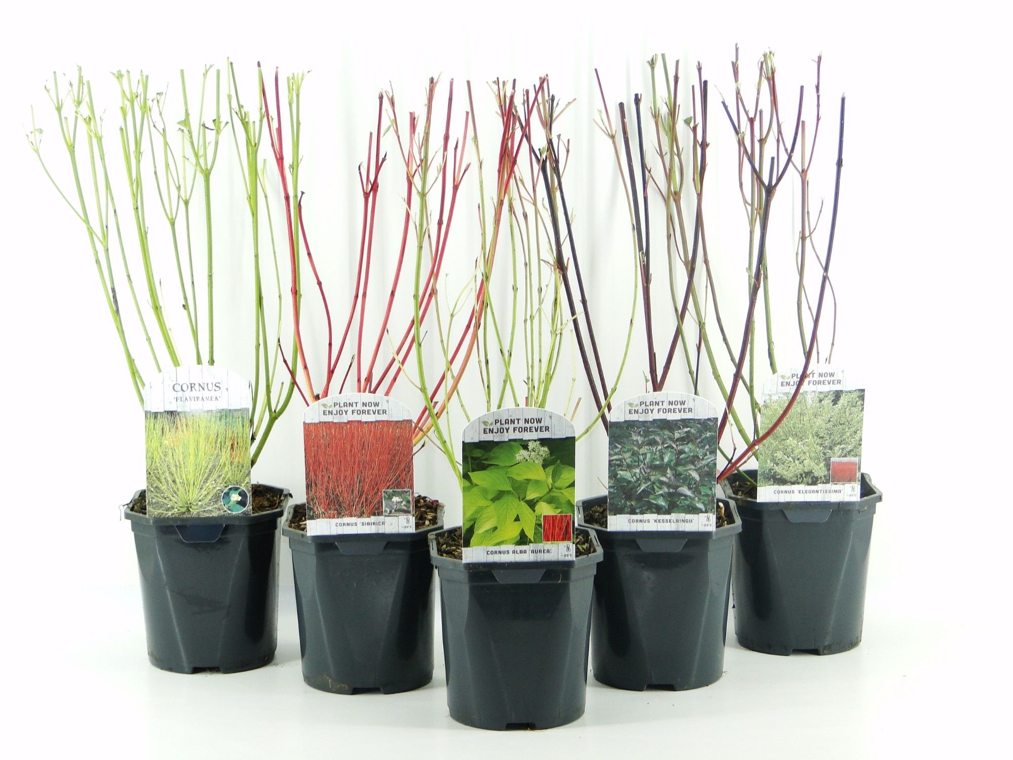 Cornus MIX LAAG, D 17