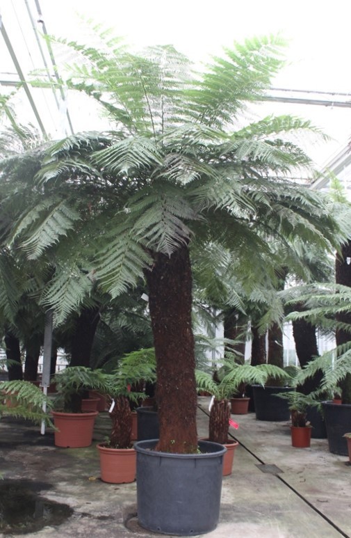 Dicksonia antarctica, D 80