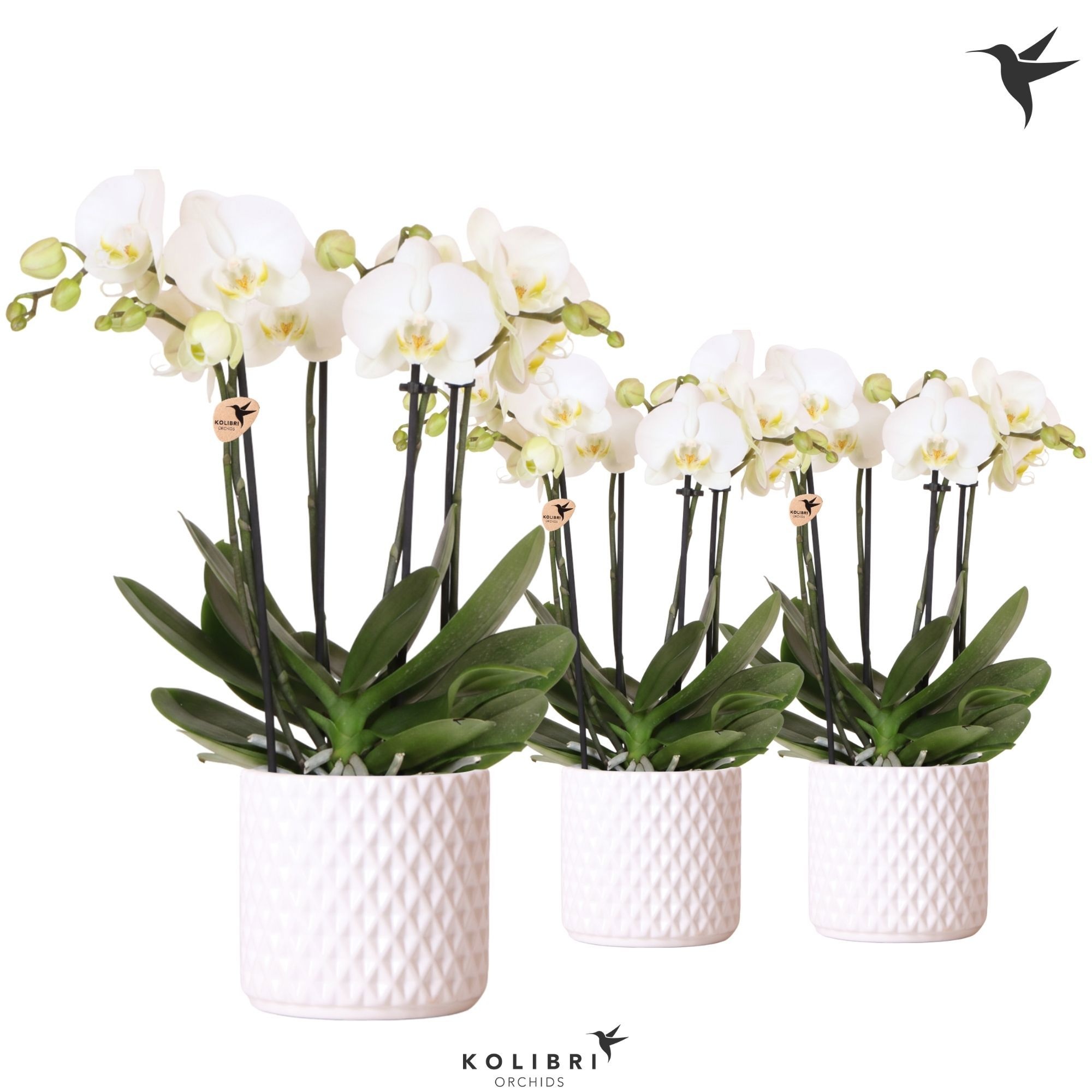 Kolibri Orchids Phalaenopsis Jewel Ghent 4 spike in Diamond pot white, D 12