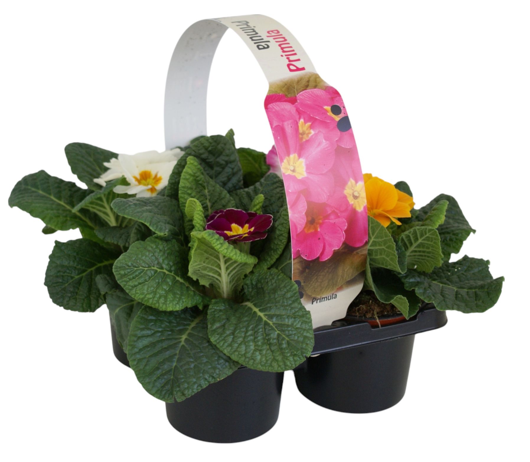 Primula Acaulis 4 pack, D 9