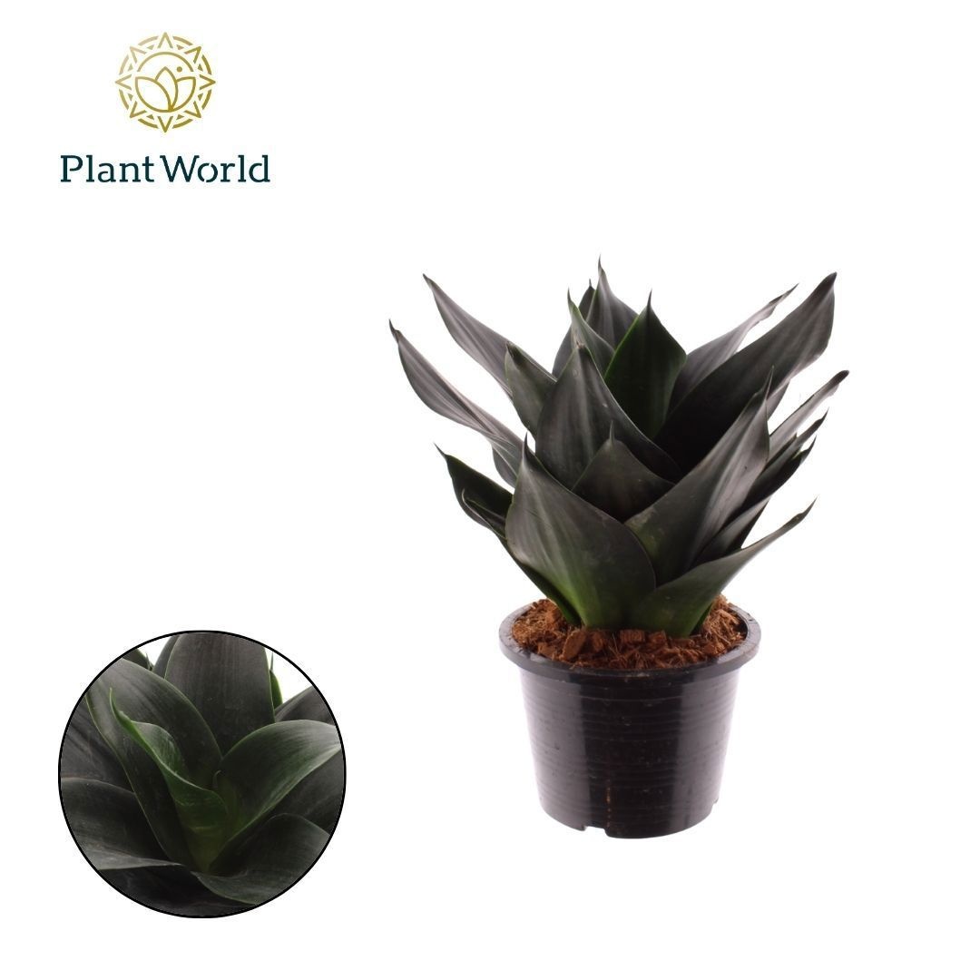 Sansevieria Black Dragon, D 14