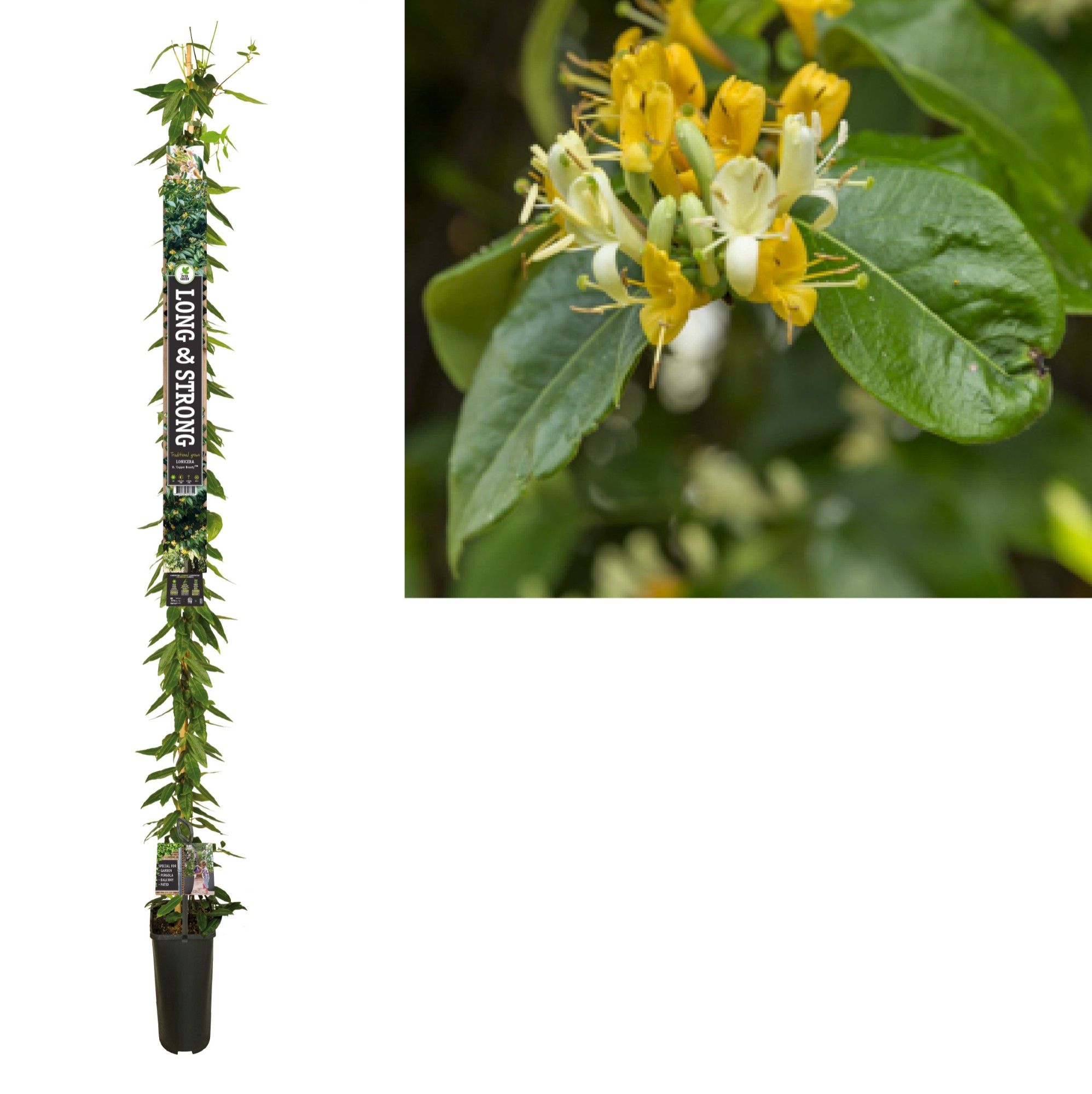Lonicera h. 'Copper Beauty' PBR +Long & strong label, D 23