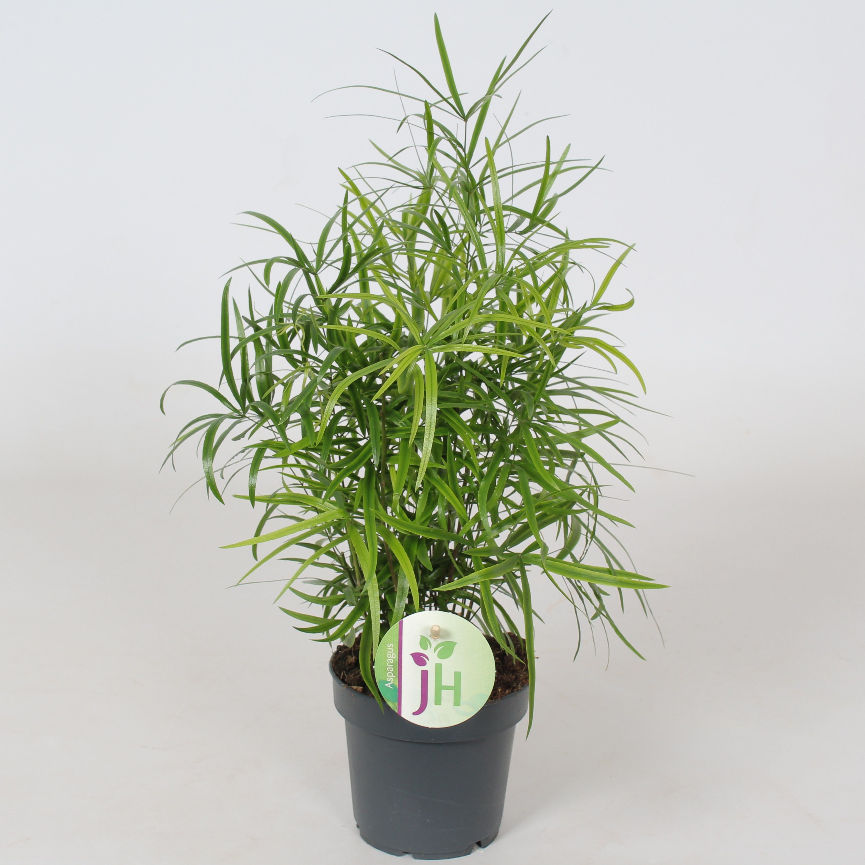 Asparagus 'Falcatus', D 12