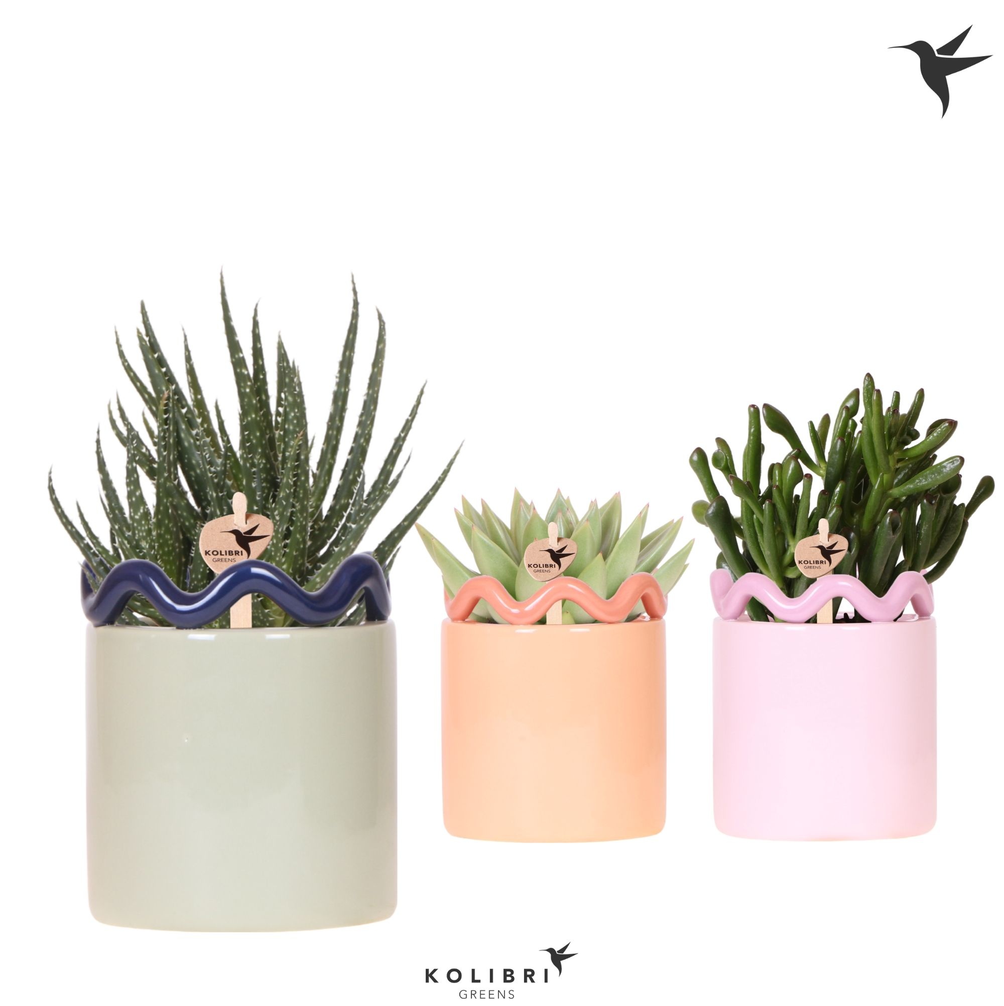 Kolibri Greens Succulenten mix in Funky pot mix, D 9