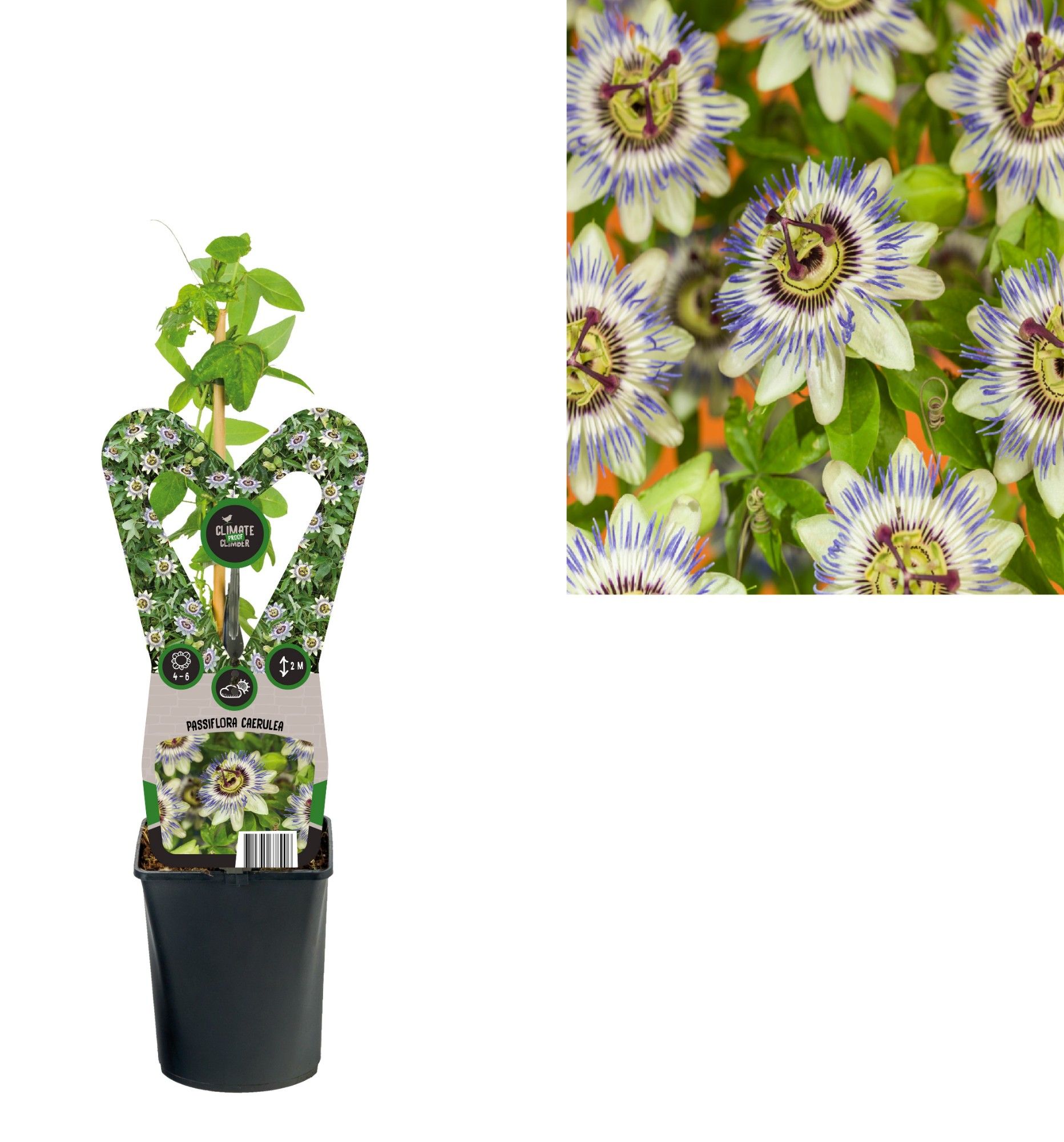 Passiflora caerulea +3.0 label, D 11