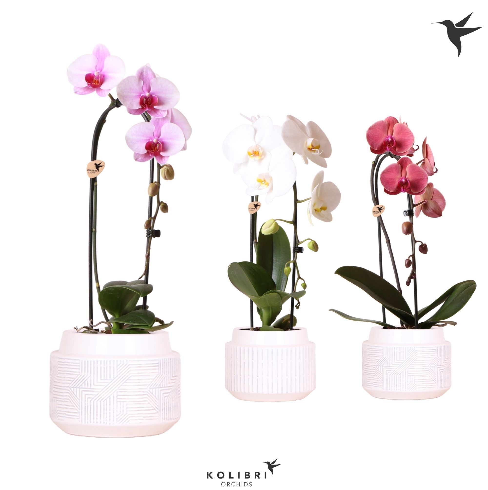 Kolibri Orchids Cascade Niagara Fall mix 1 spike in Maze pot white, D 12