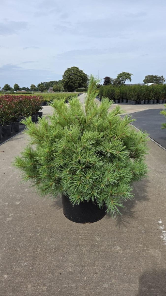 Pinus strobus 'Blue Shag', D 50