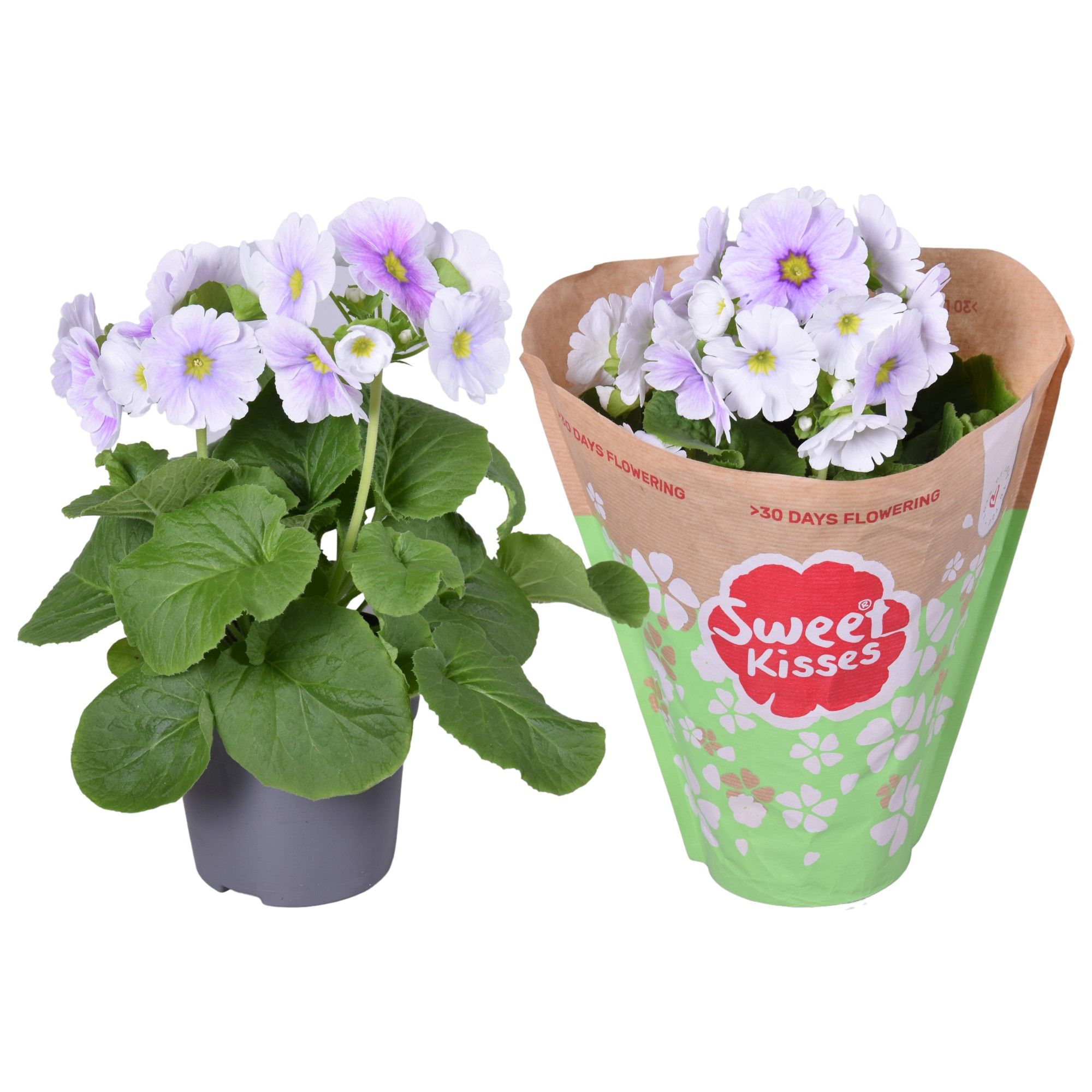 Pr. Sweet Kisses Blauw/Wit in Papieren Hoes, D 12