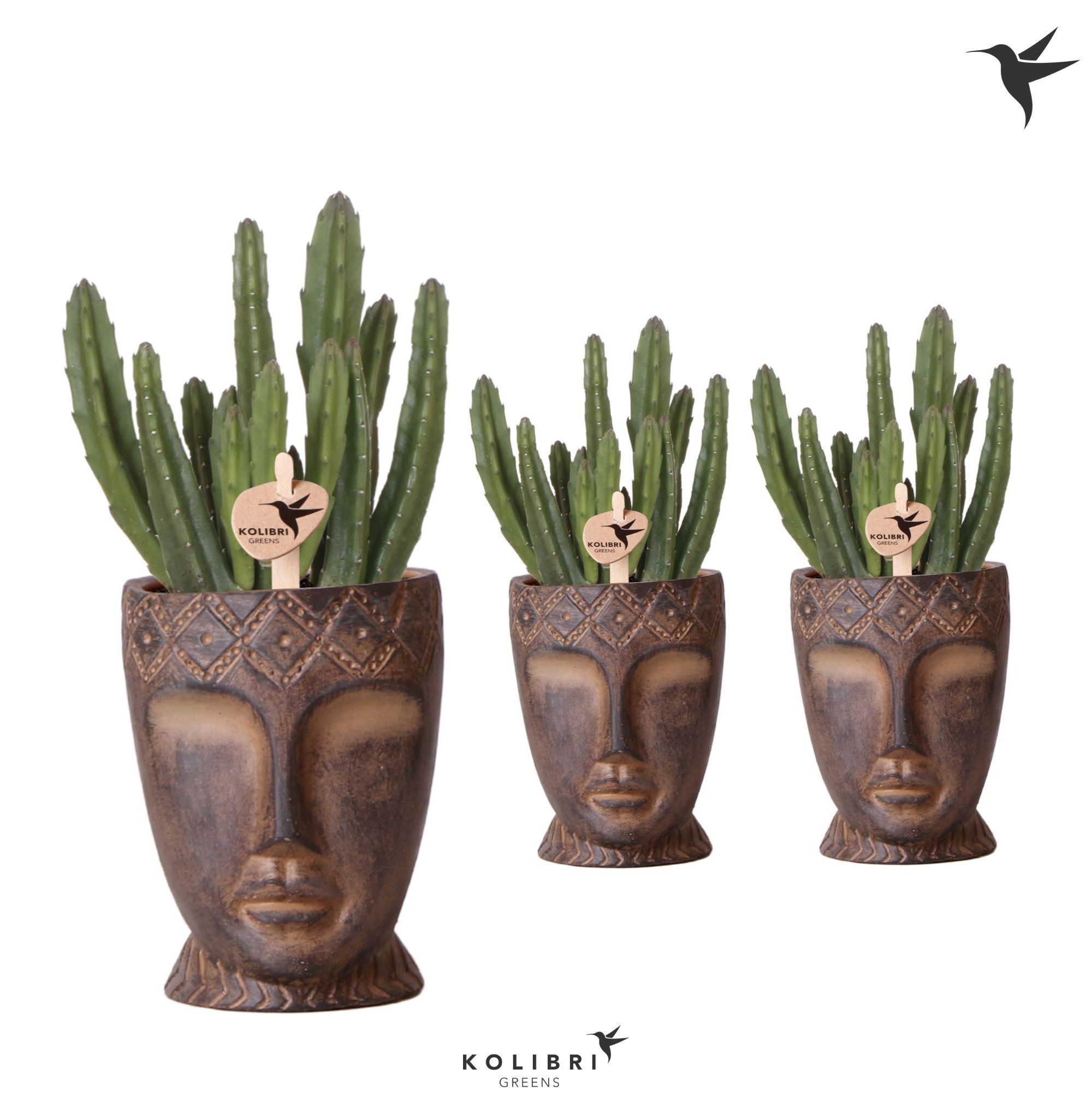 Kolibri Greens Stapelia Leendertziae in Totem Mask pot, D 9