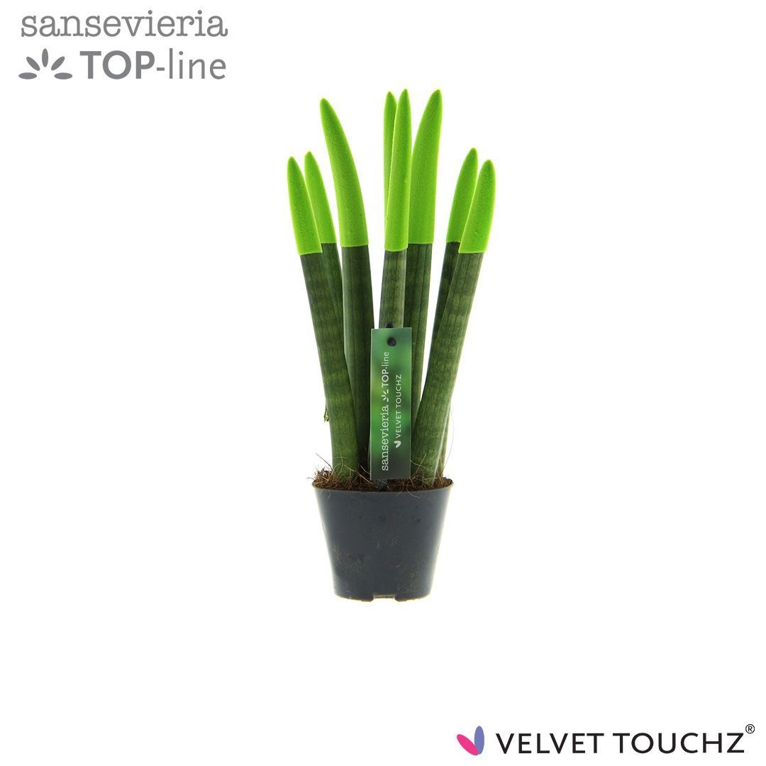 Sansevieria VELVET TOUCHZ® Groen, D 8,5