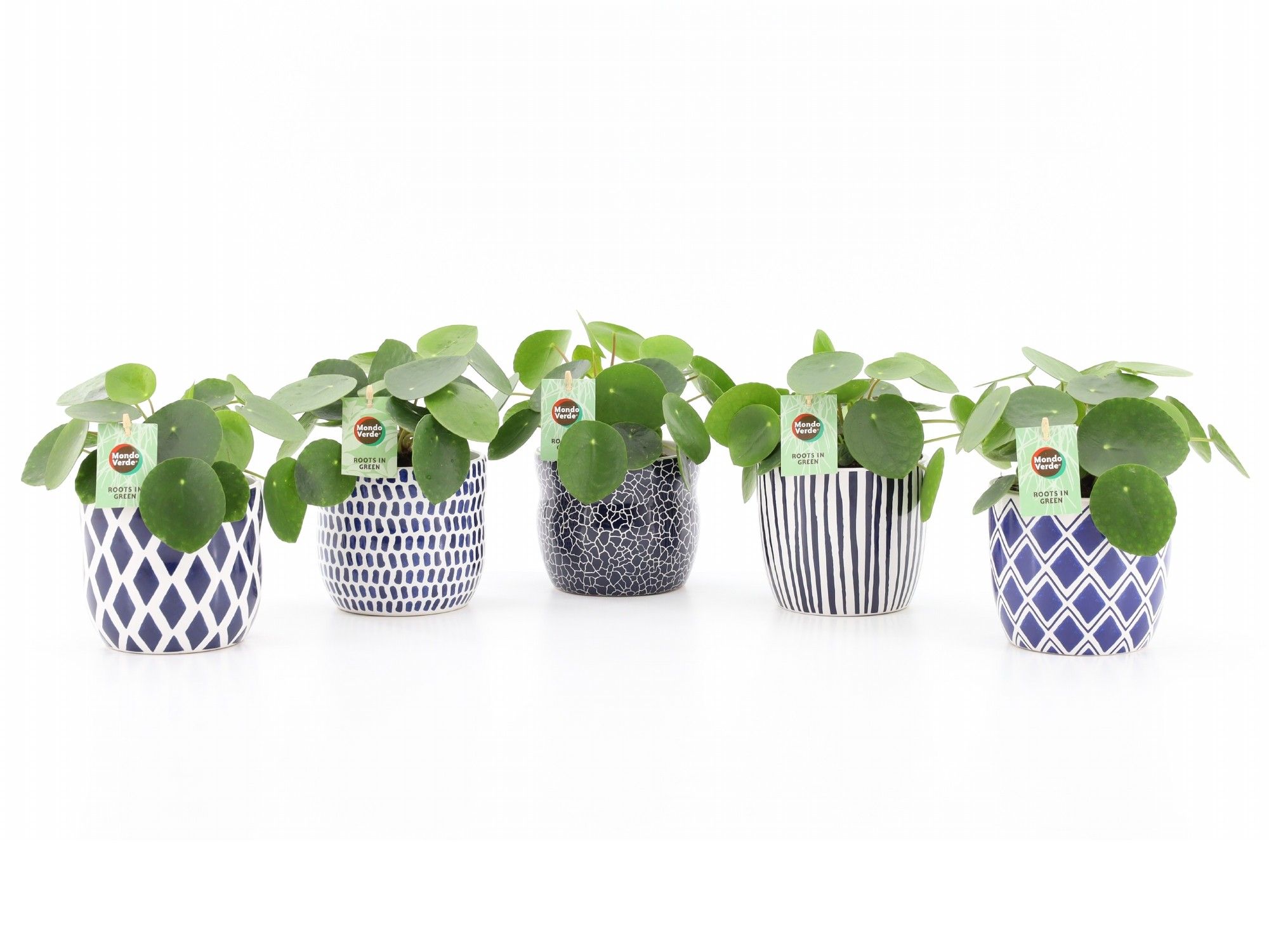 Pilea Peperomioides in Delft-Blue keramiek, D 13