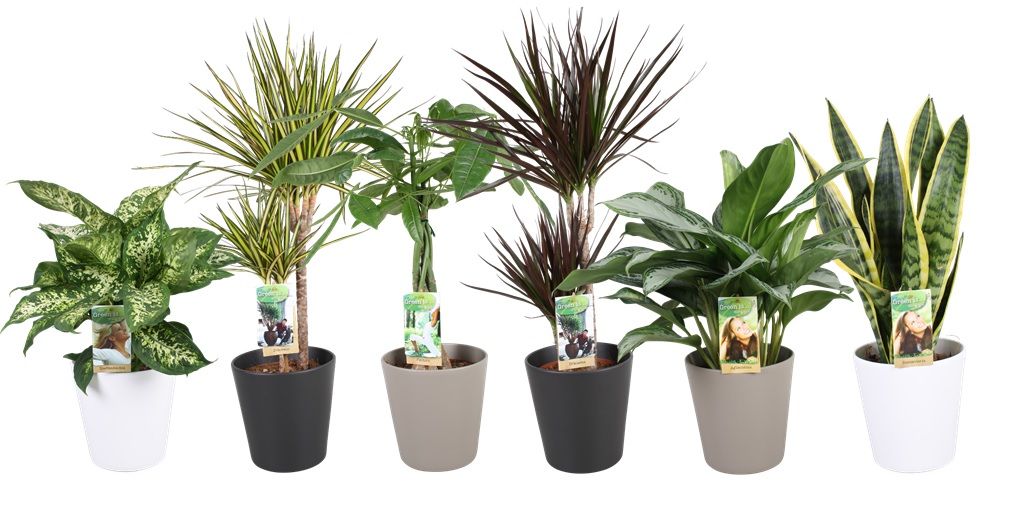 Plantenmix p17 in keramiek mix (3-kleur) - foto is indicatief, D 17