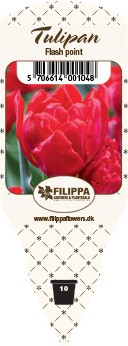 TULIPA FERGANICA 'Flash point', D 10