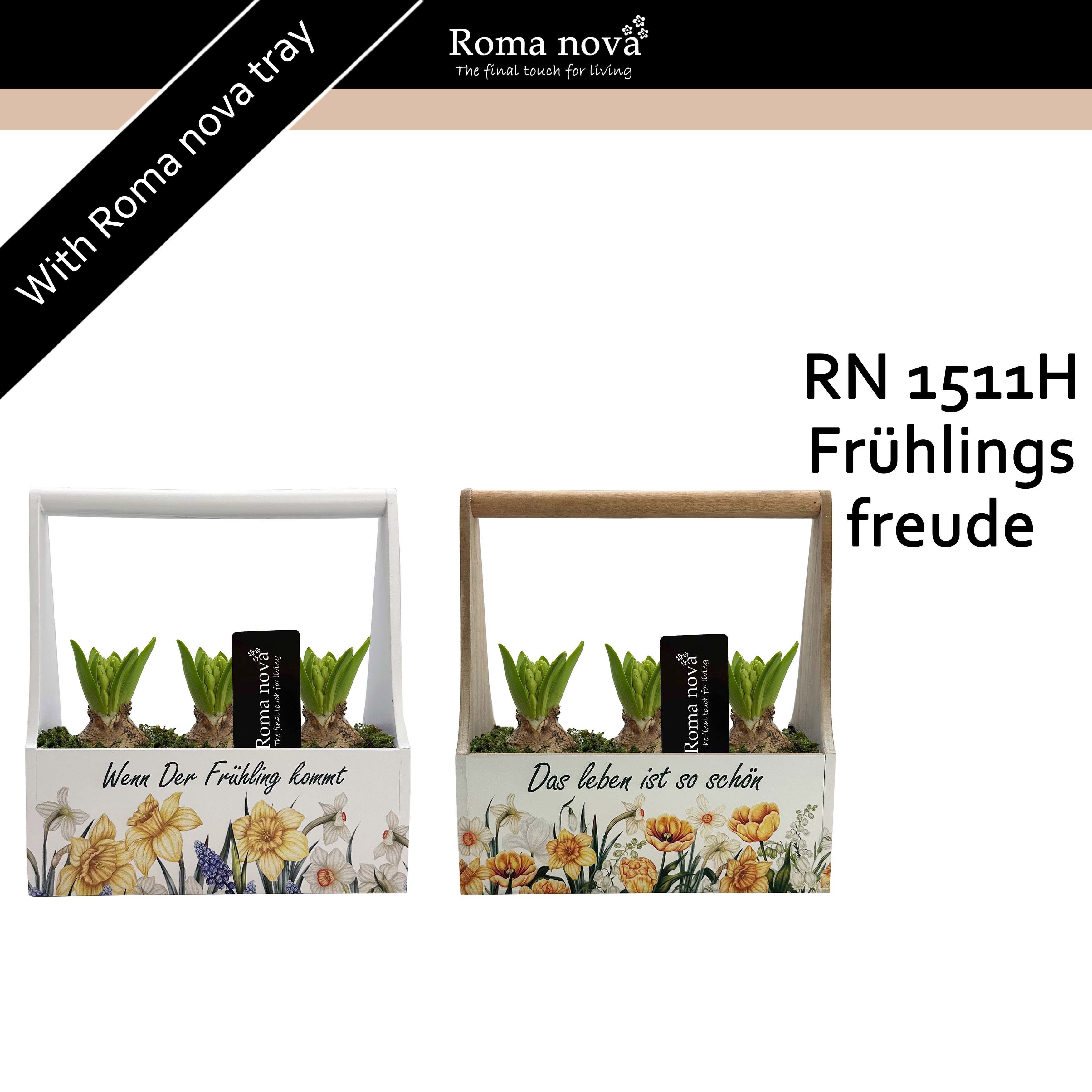 1511H - Frühlingsfreude (Hyacint), D 23