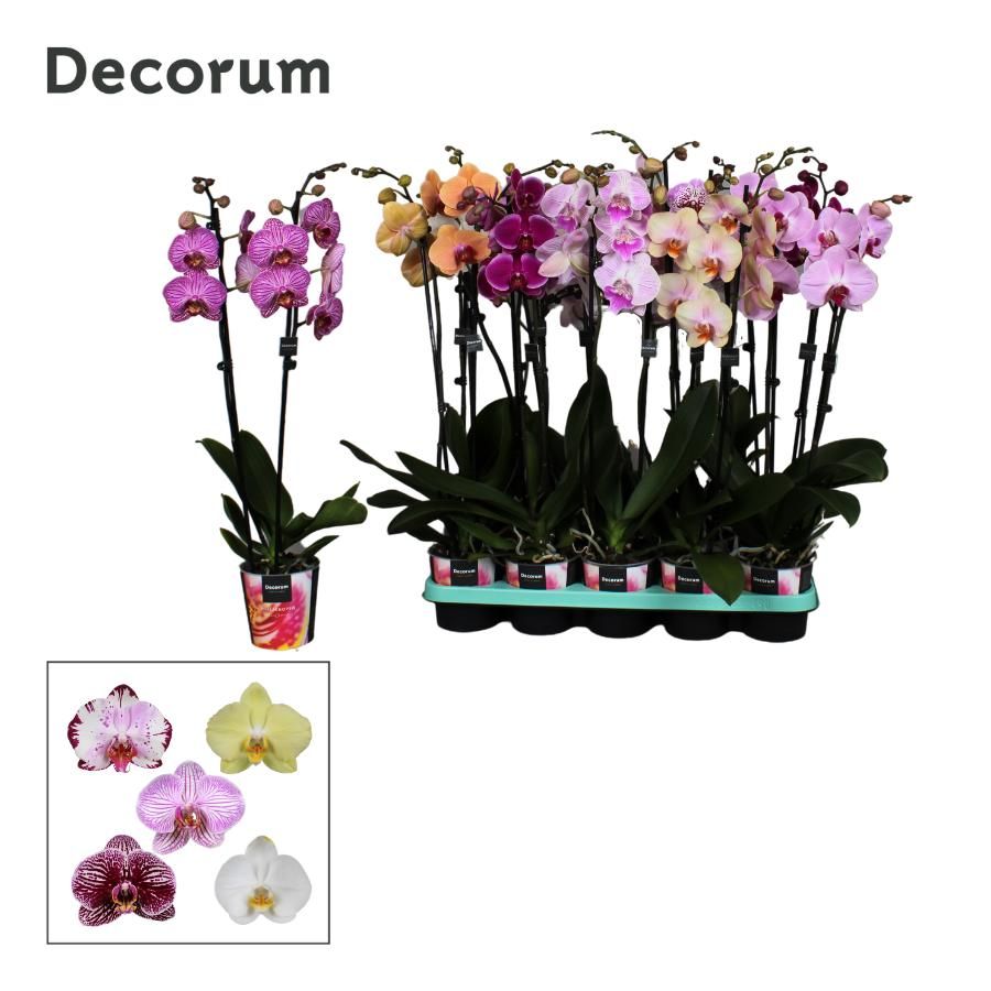 Phalaenopsis 2 tak Decorum 18+ mix, D 12
