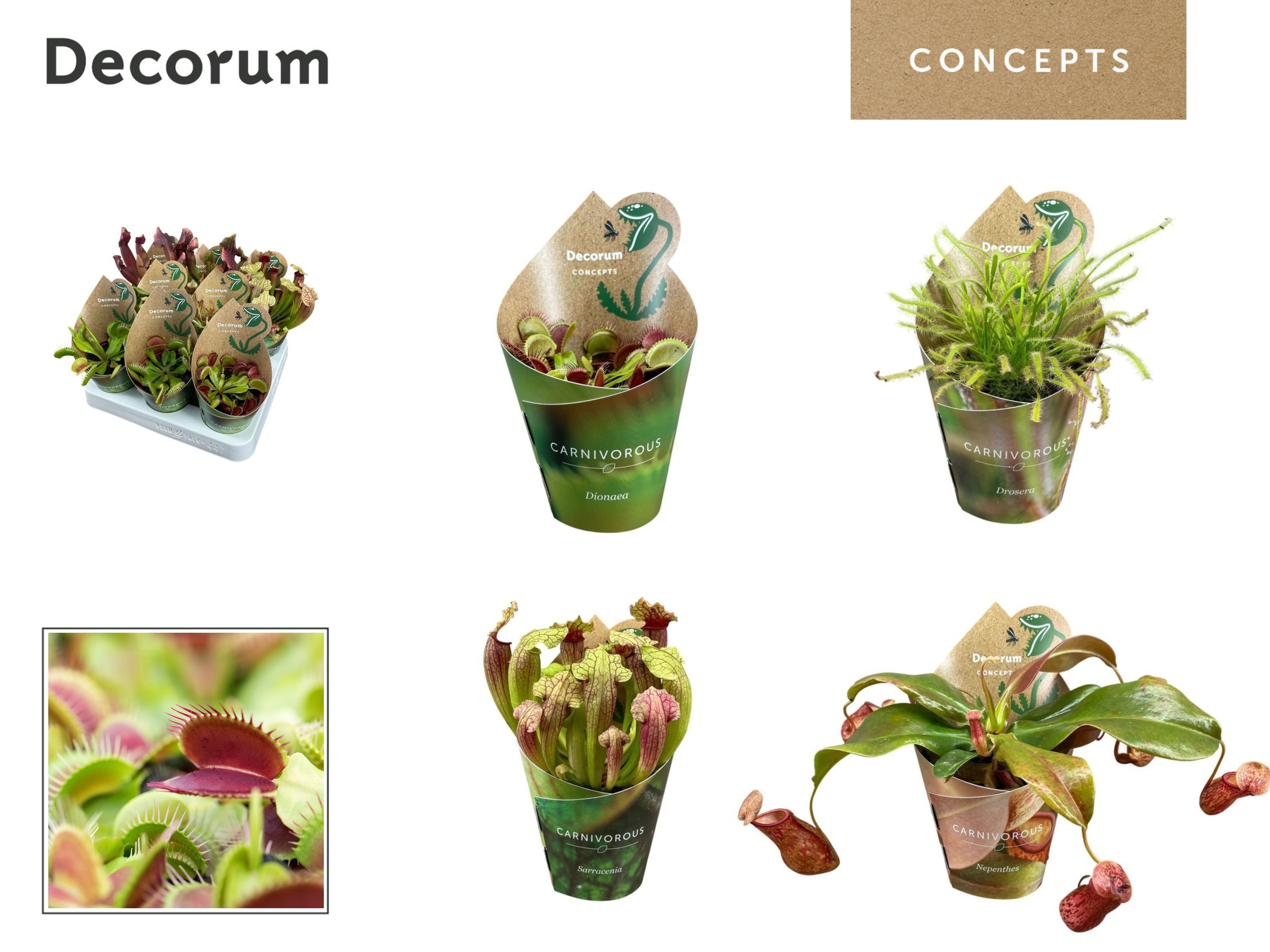 Vleesetende planten mix 8,5 cm in potcover (Decorum), D 8,5