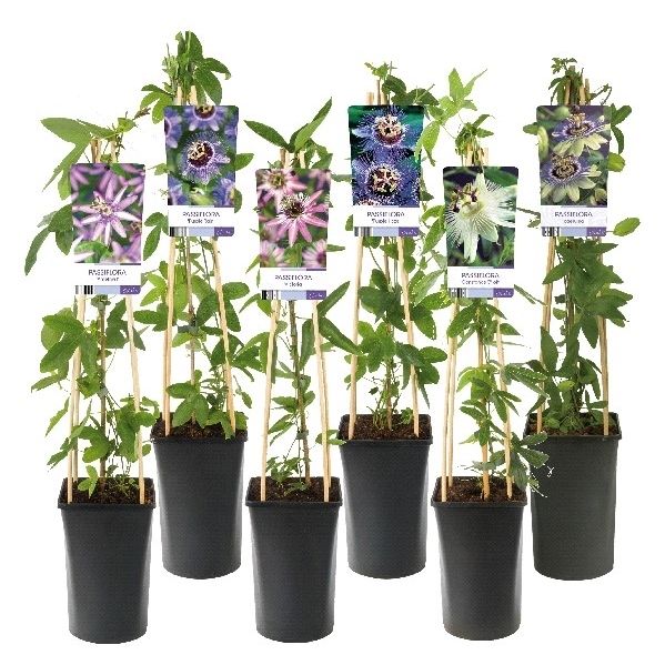 Mix CC Passiflora +light label, D 17