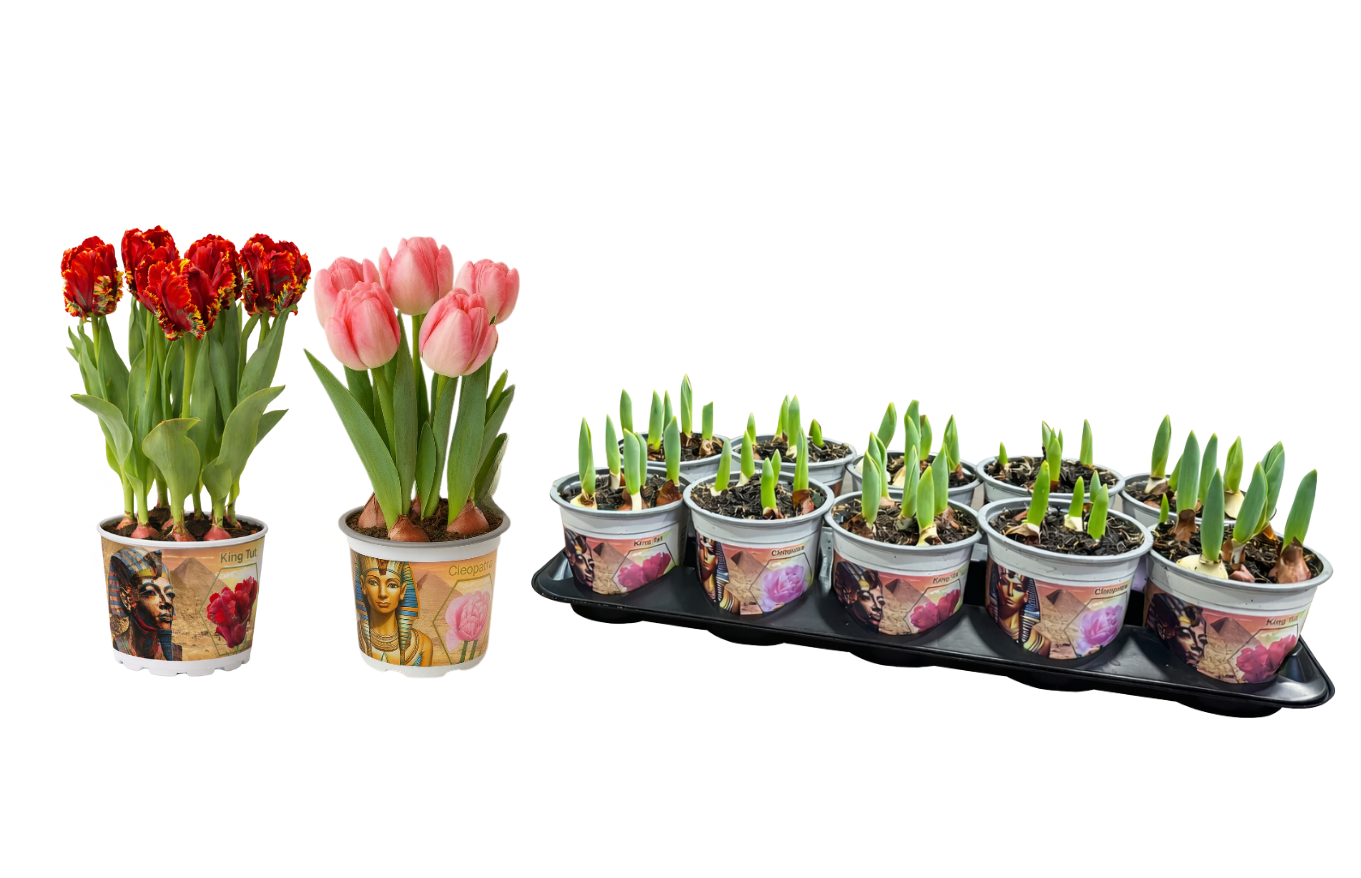 Tulp Treasures of Egypt Gemengd 12 cm, D 12