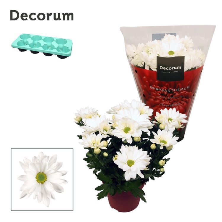 Chrysanne® Margarita White, D 13