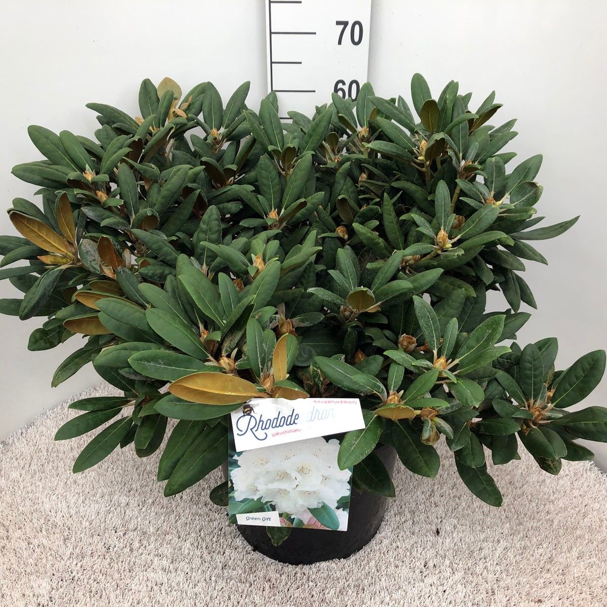 Rhodo. (Y) 'Porzellan' white, D 37