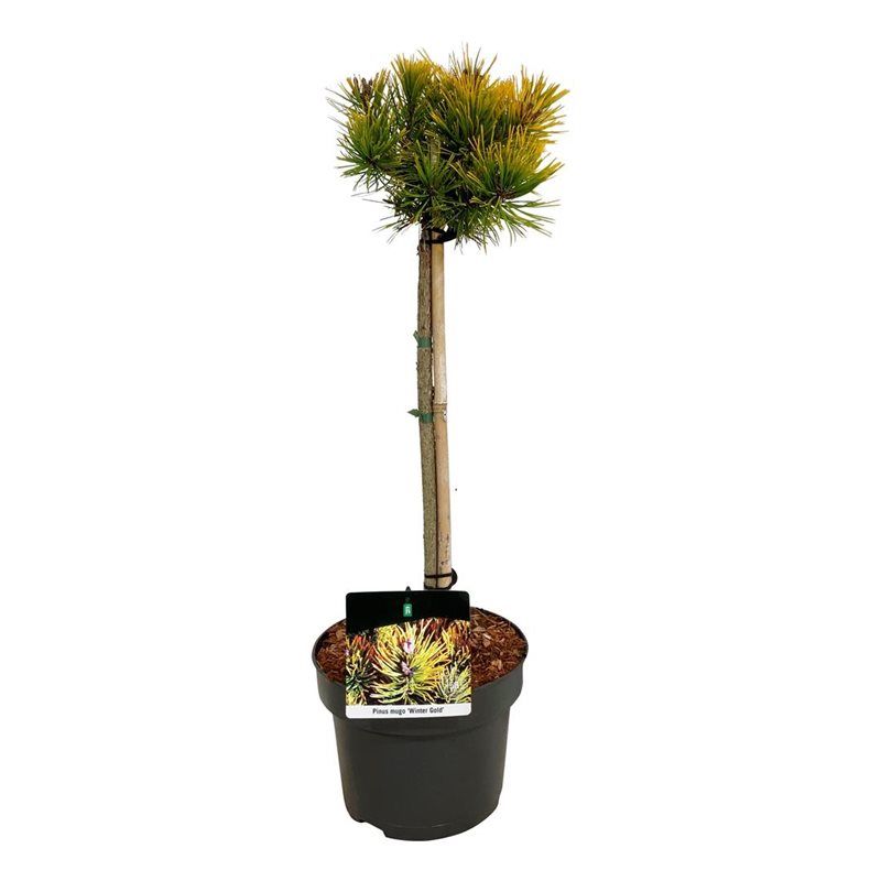 Pinus mugo 'Winter Gold', D 23