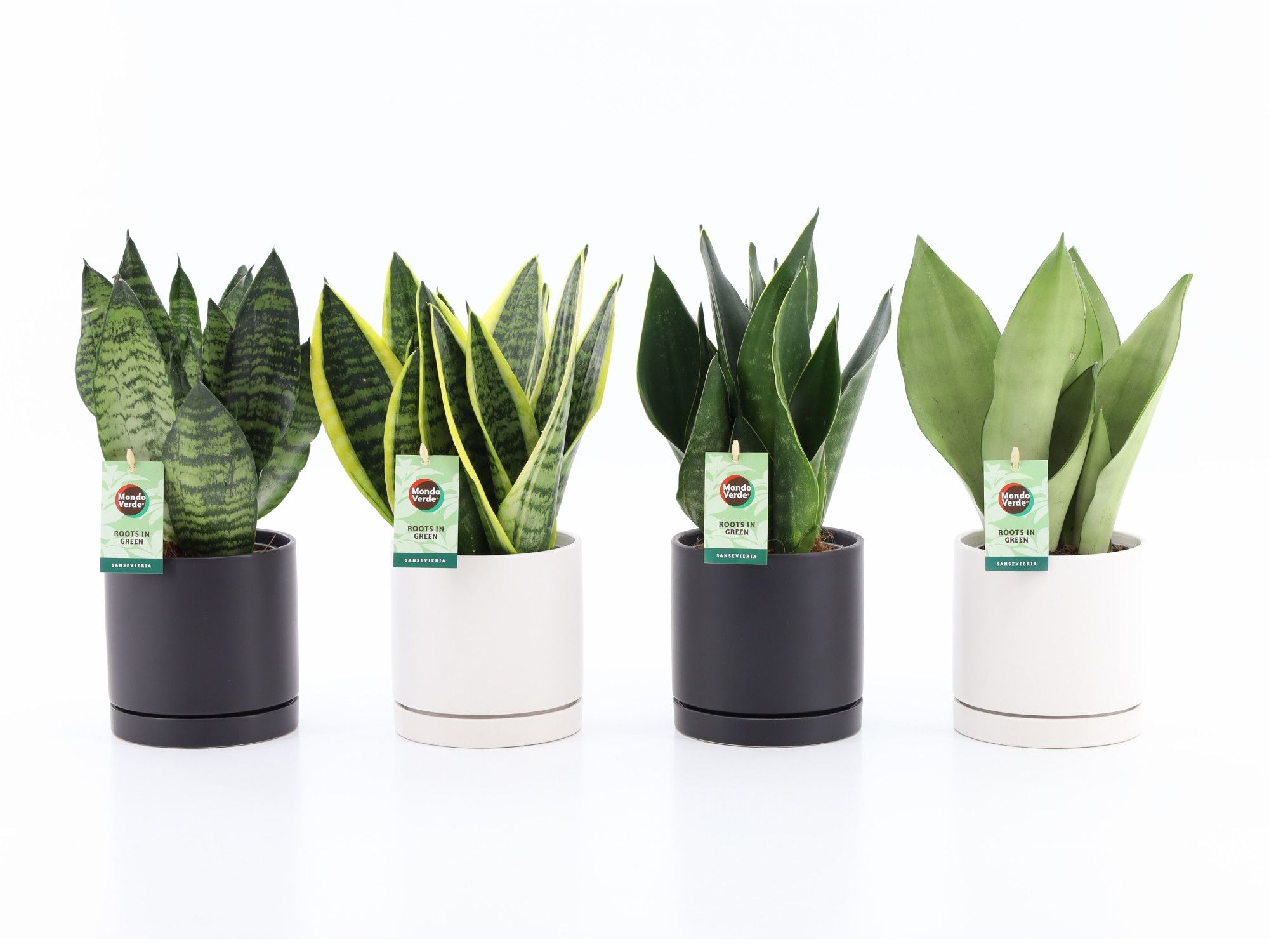 Sansevieria Mix in Hainan keramiek, D 13