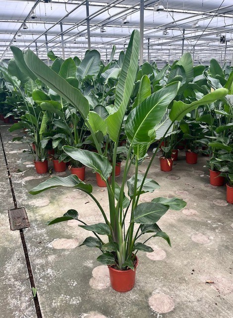 Strelitzia Nicolai p24 XXL, D 24