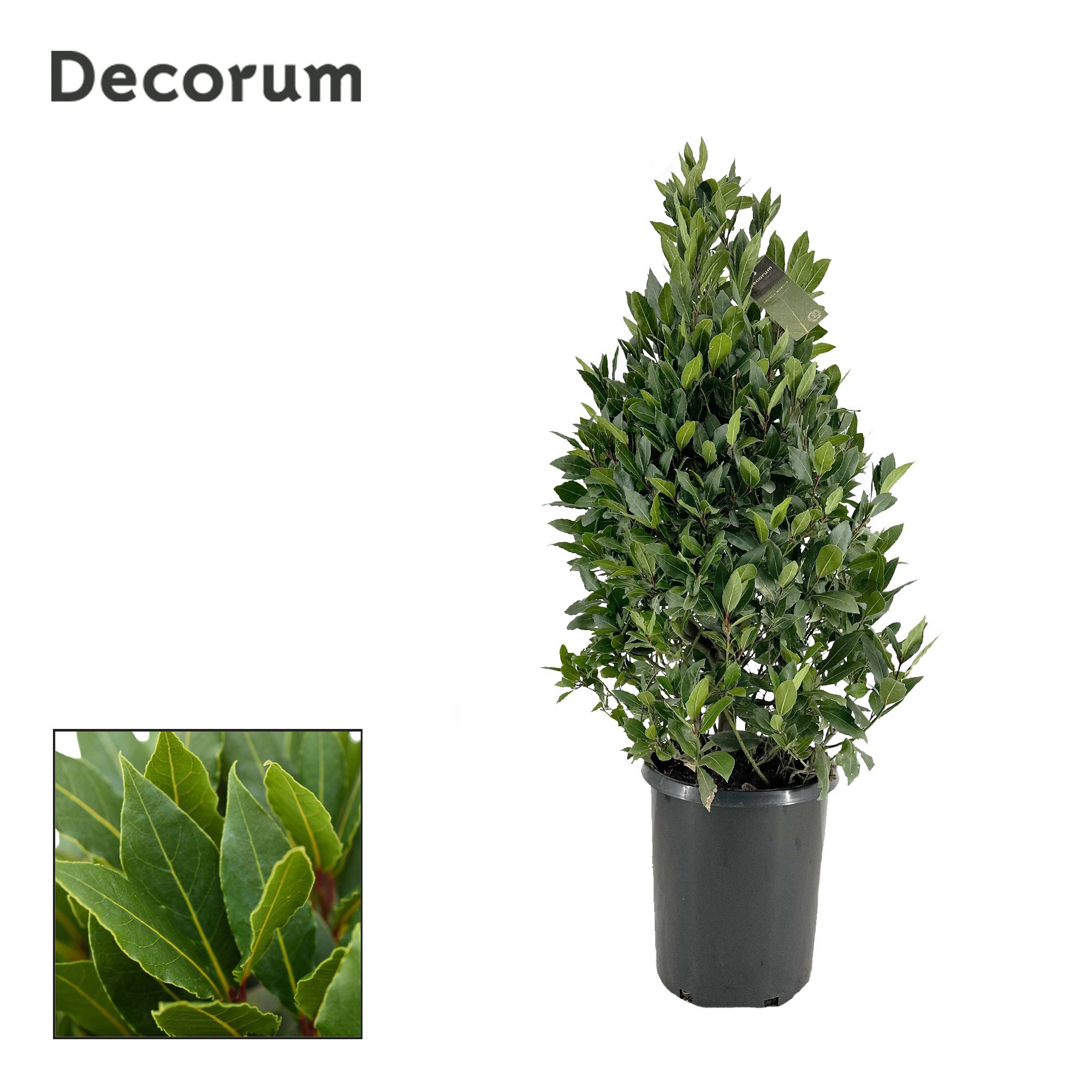 Laurus nobilis Piramide, D 30