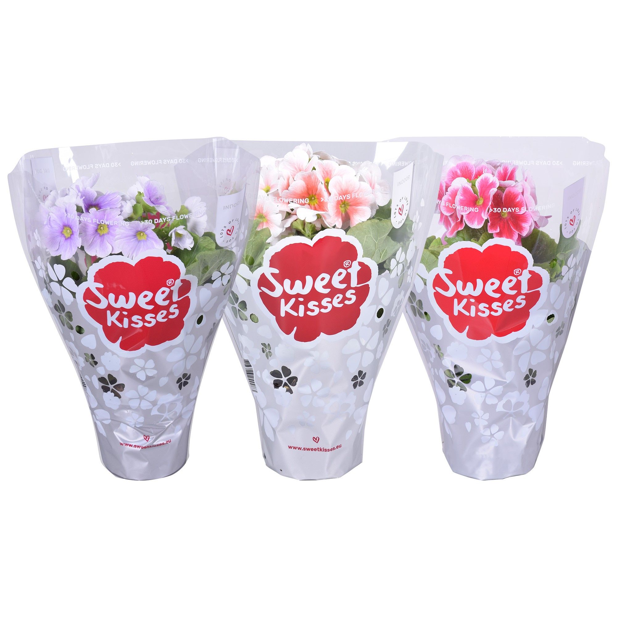 Primula Sweet Kisses Tweekleurig MixKAR, D 12