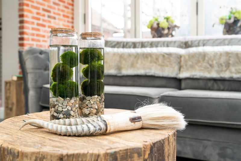 Chladophlora Aegagropphilax3in glas, D 6