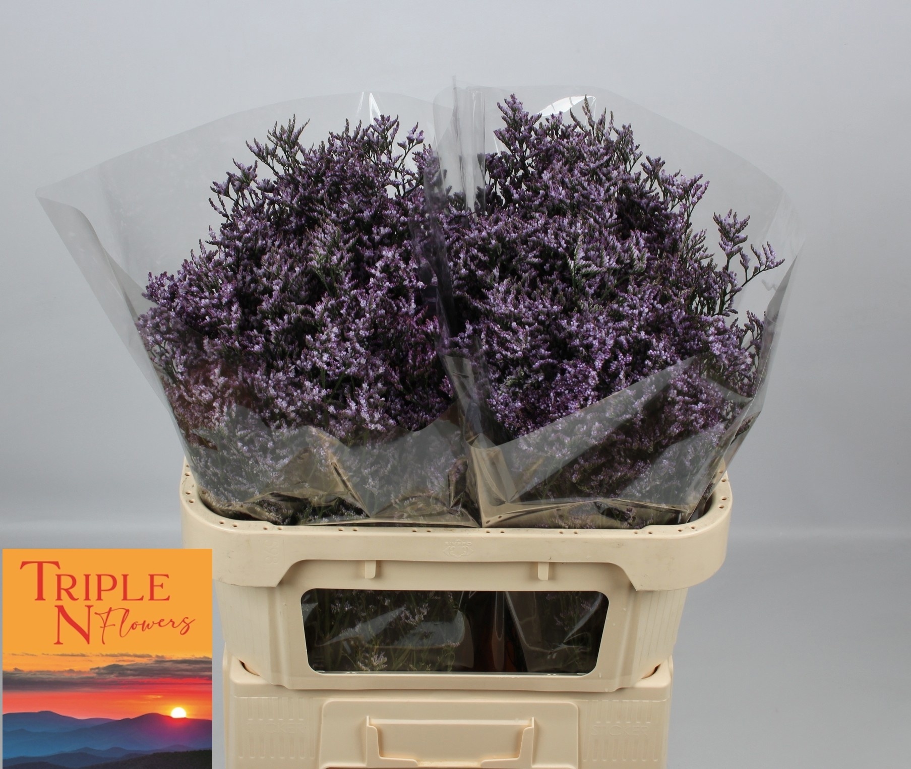 Лимониум Сафора Лилак 70 (фиолет.), шт.