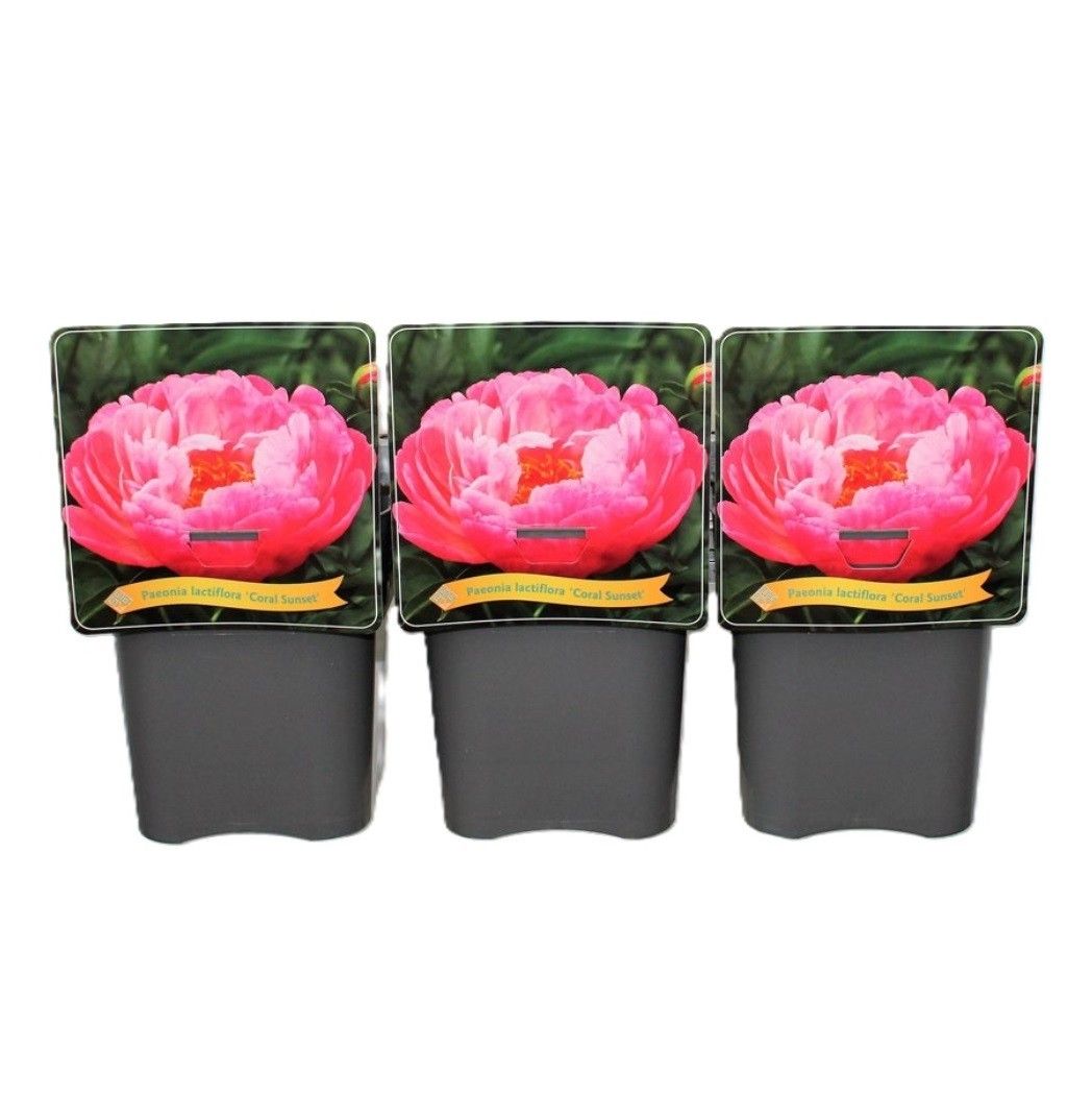 Paeonia Lactiflora 'Coral Sunset' C5, D 21