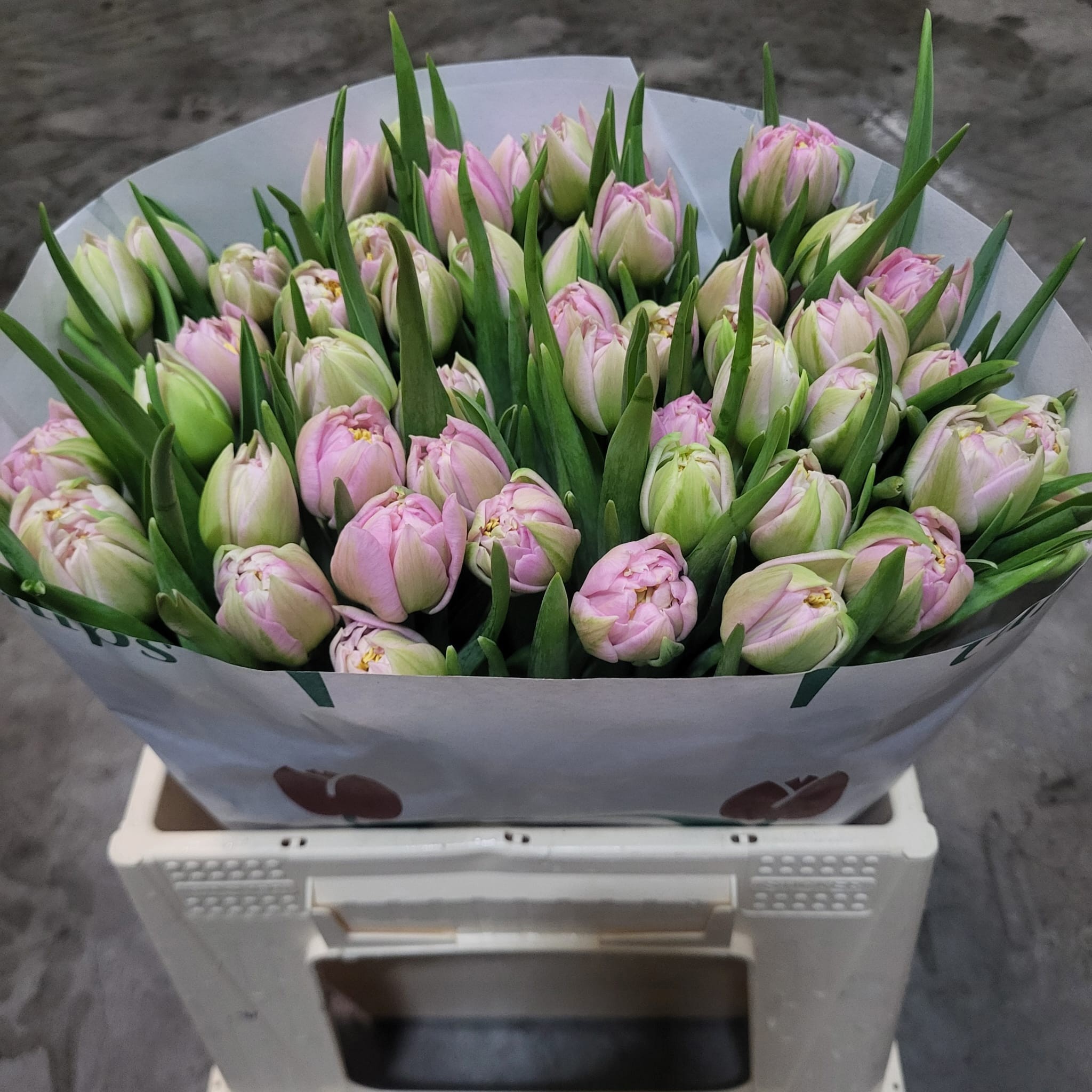 Тюльпан дв. Пескара, шт.