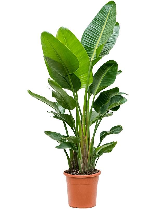 Strelitzia nicolai (150-170), D 30