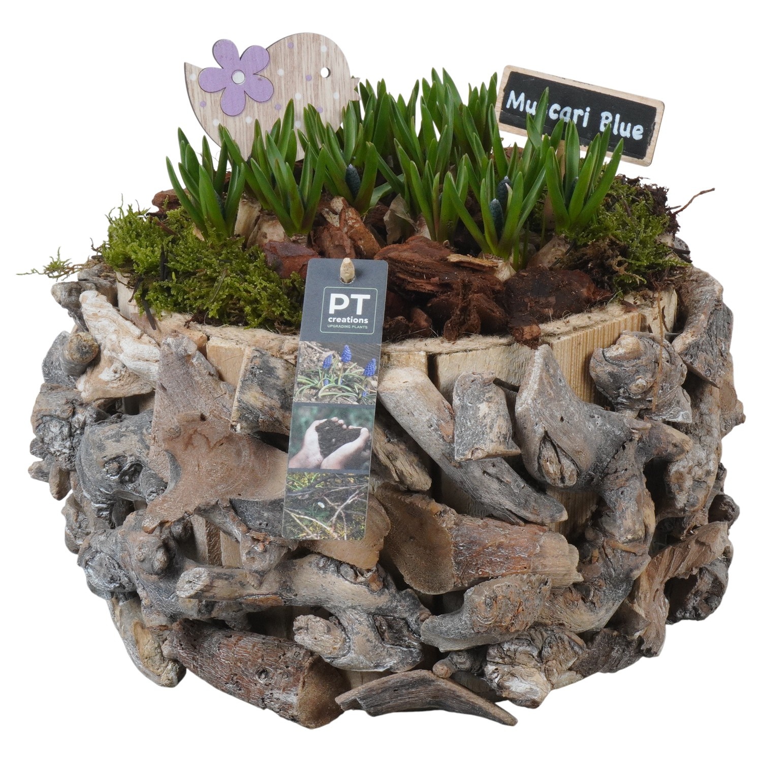 PTMB6275 Arrangement Muscari Blue in hout pot, D 25
