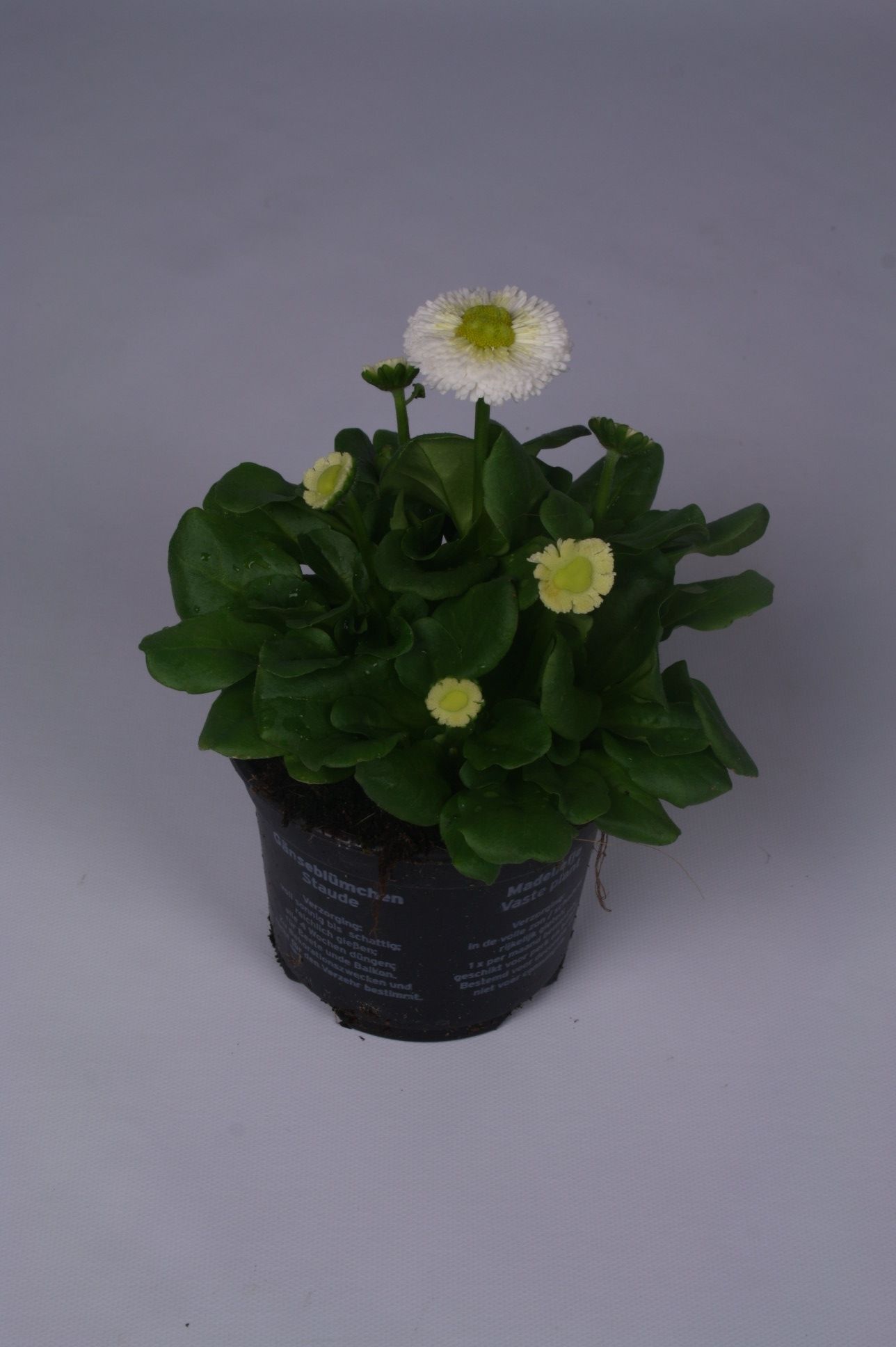Bellis perennis wit, D 9