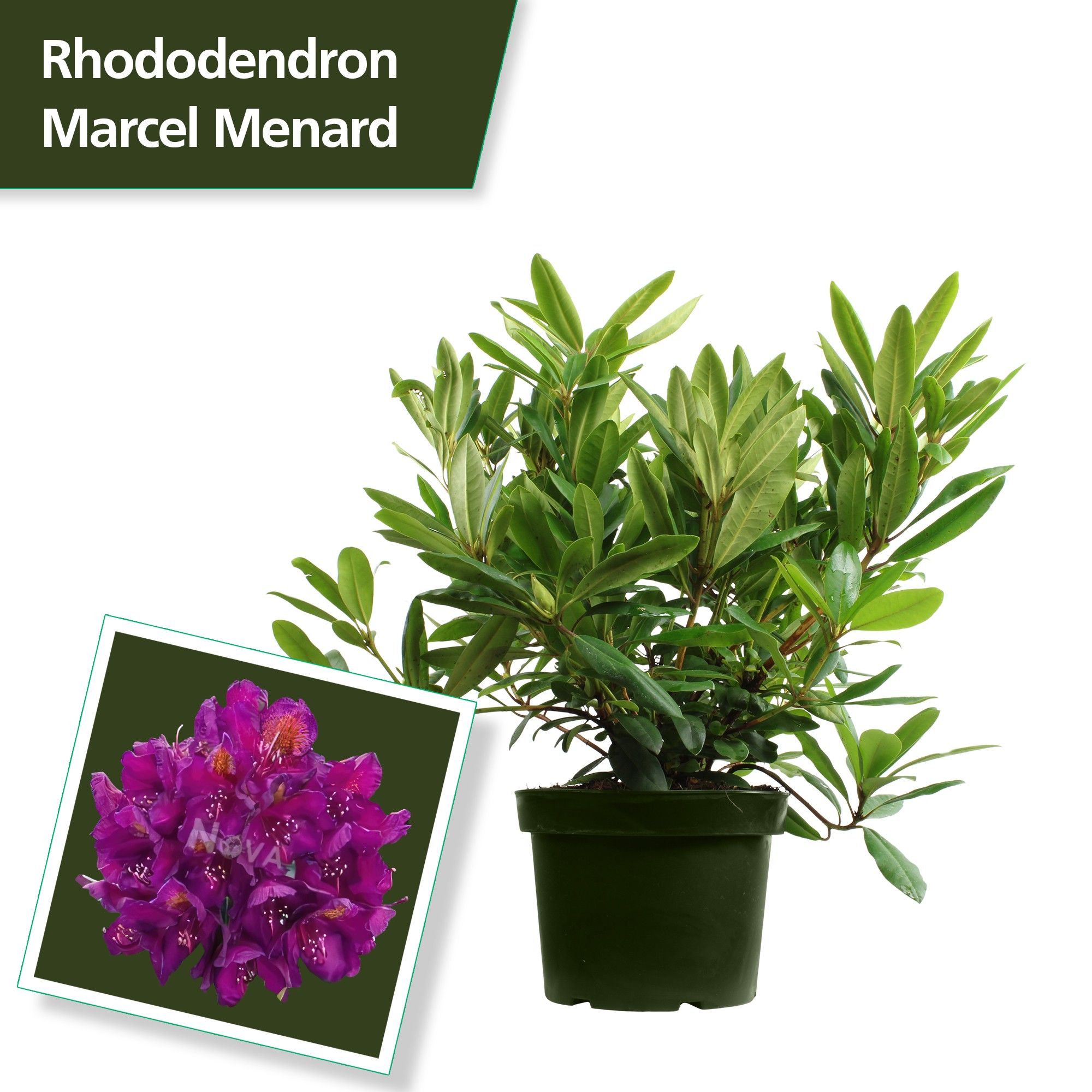Rhodo. 'Marcel Menard' dark purple, D 29
