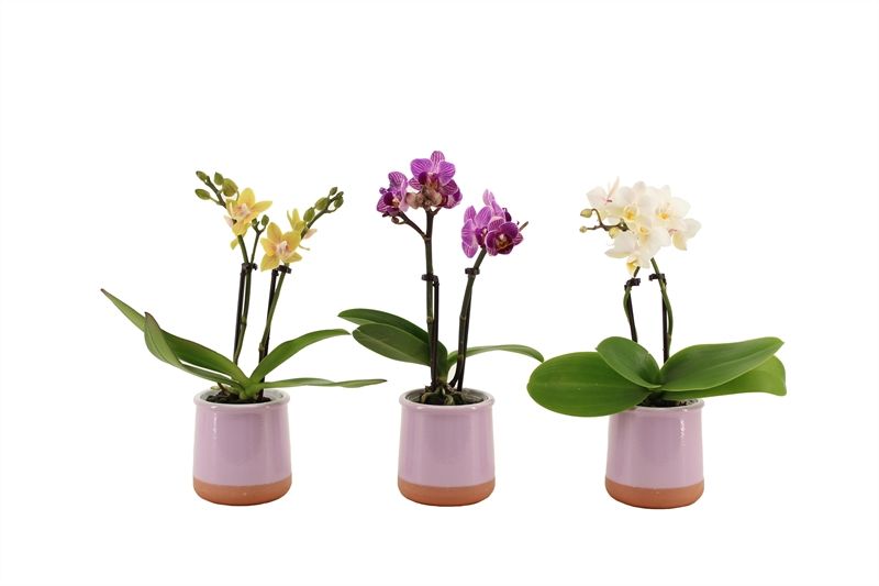 Valencia p06 lila Phal Tiny Dolls mix 2T10+ Aqua@, D 6