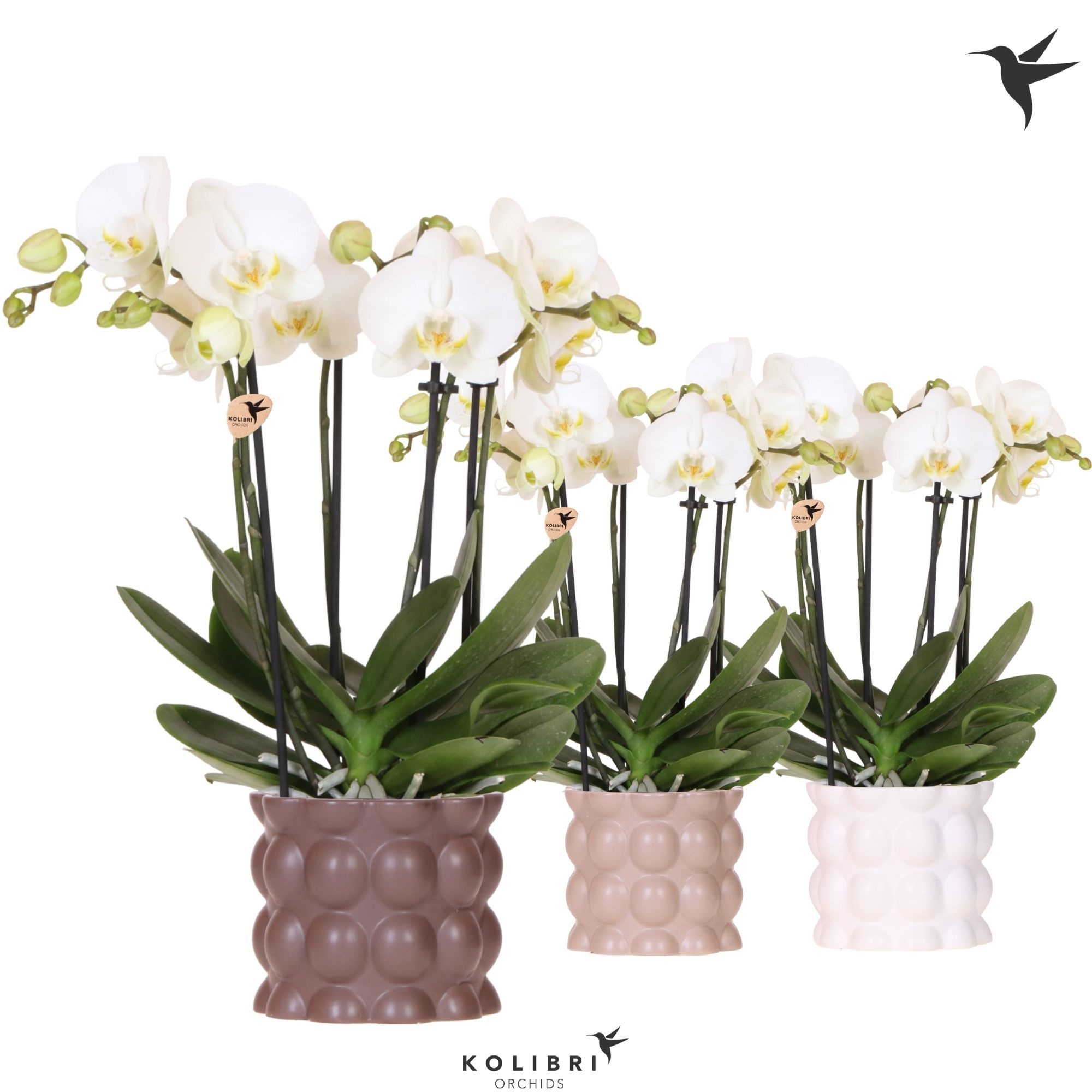 Kolibri Orchids Phalaenopsis Jewel Ghent 4 spike in Cotton pot sand mix, D 12
