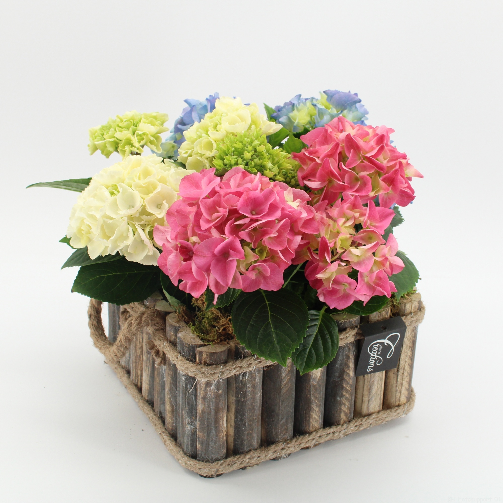 KHCR-2617M Hydrangea creatie, D 23