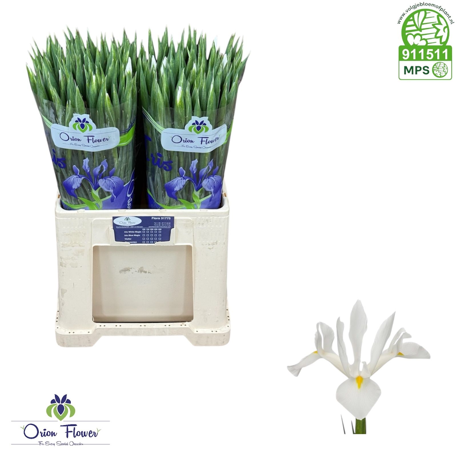 Ирис Касабланка (бел.), шт.