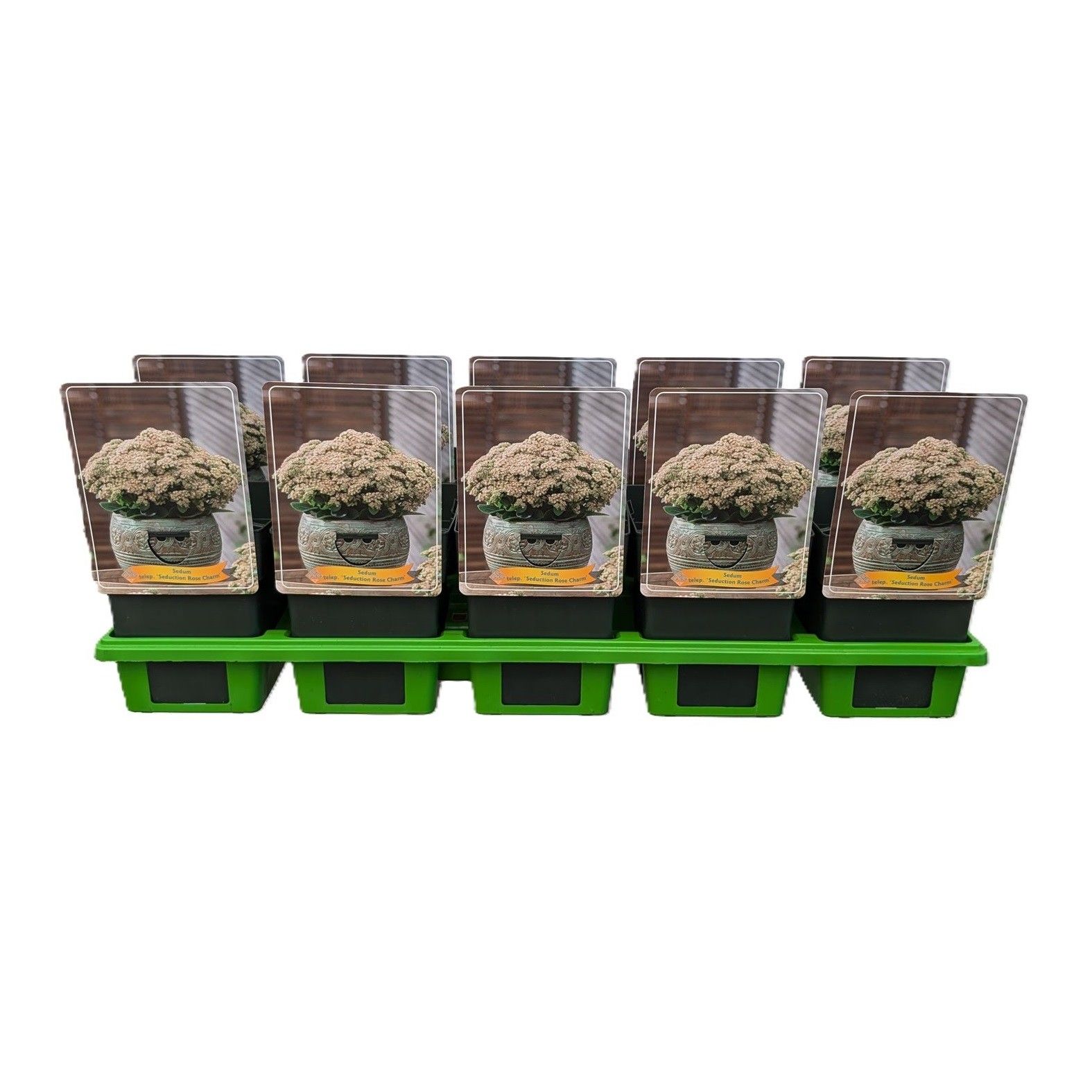 Sedum telephium 'Seduction Rose Charm' P11, D 11