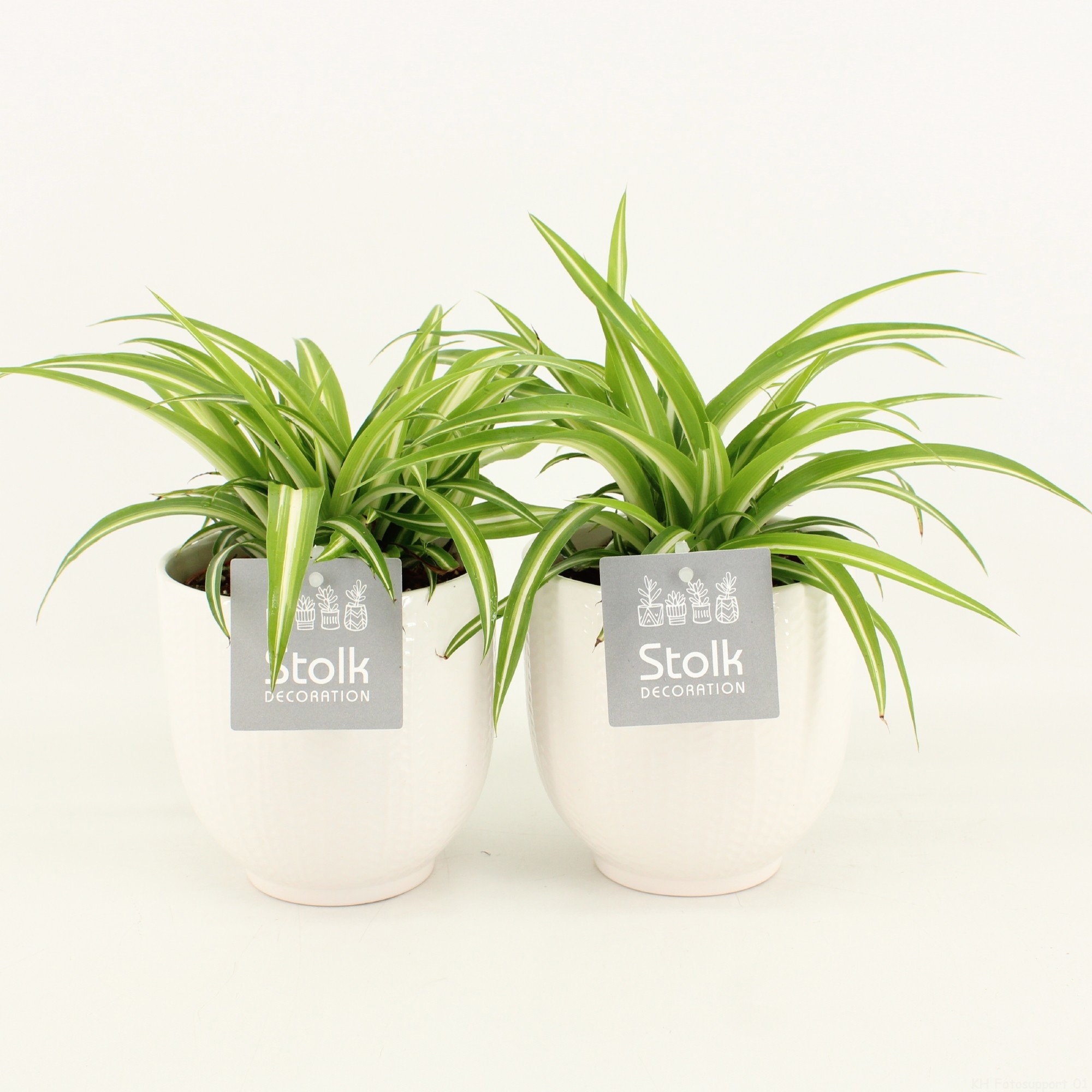 Chlorophytum comosum Variegatum in Liv keramiek, D 13